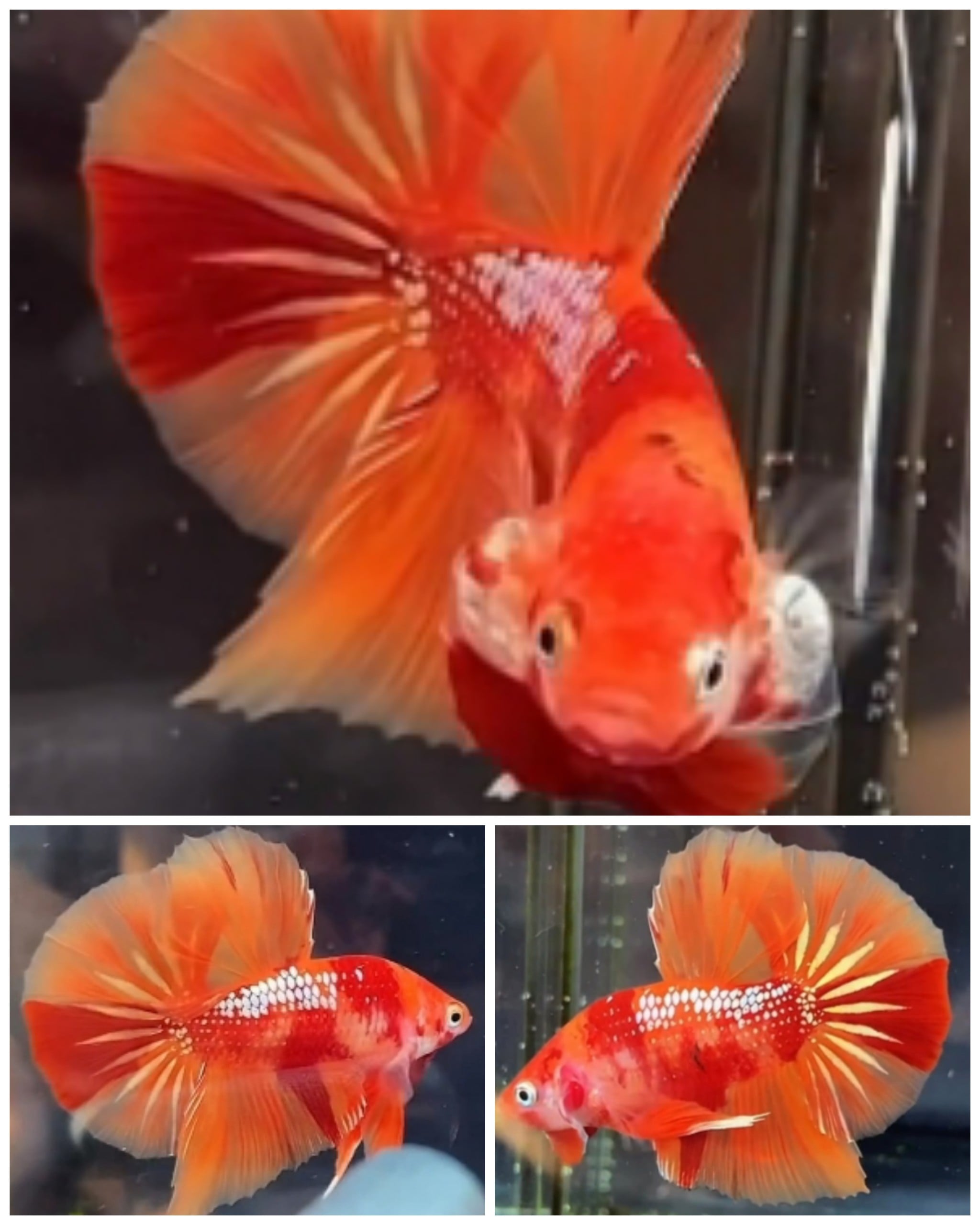 Nemo Galaxy Big Tail