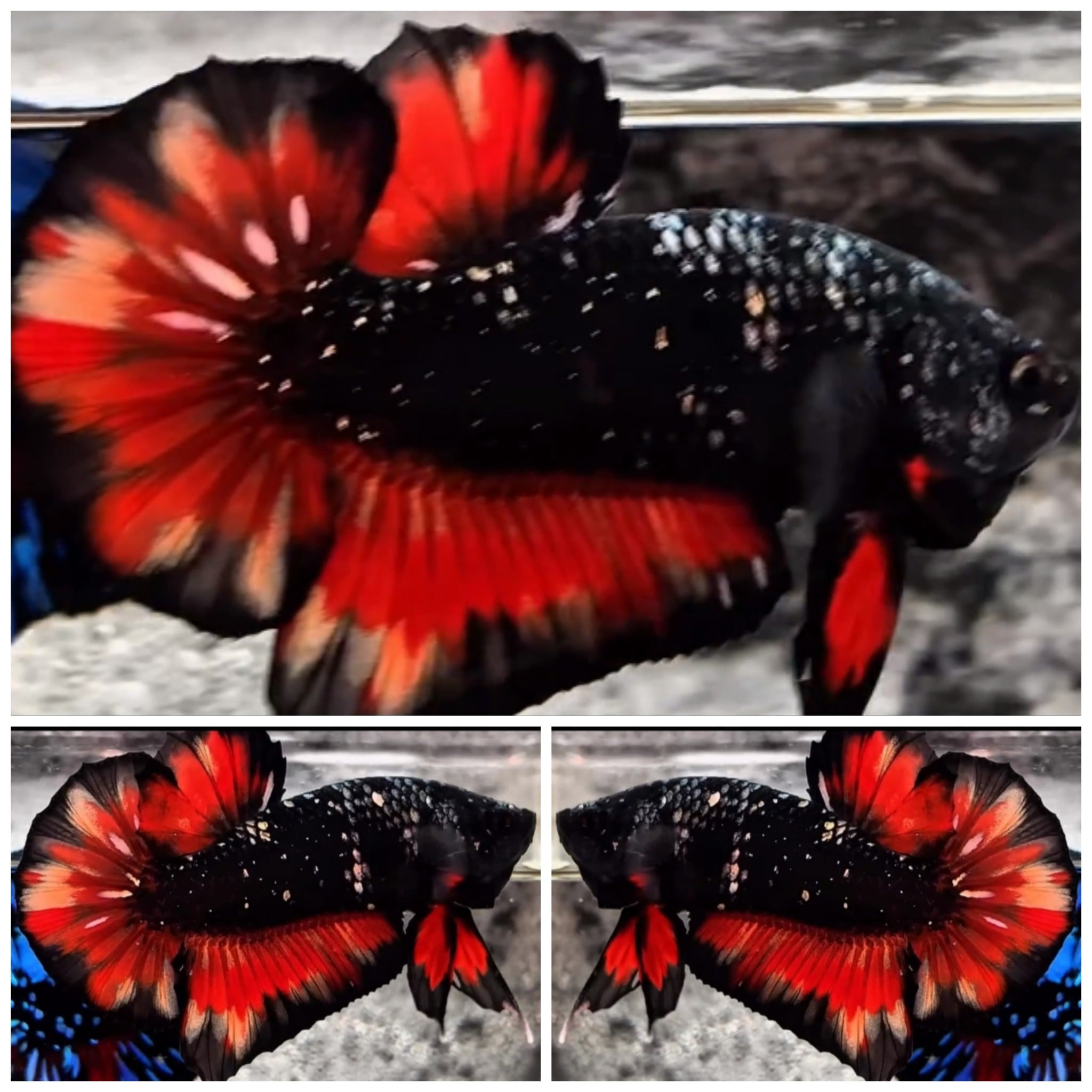 Avatar Black Copper Fire