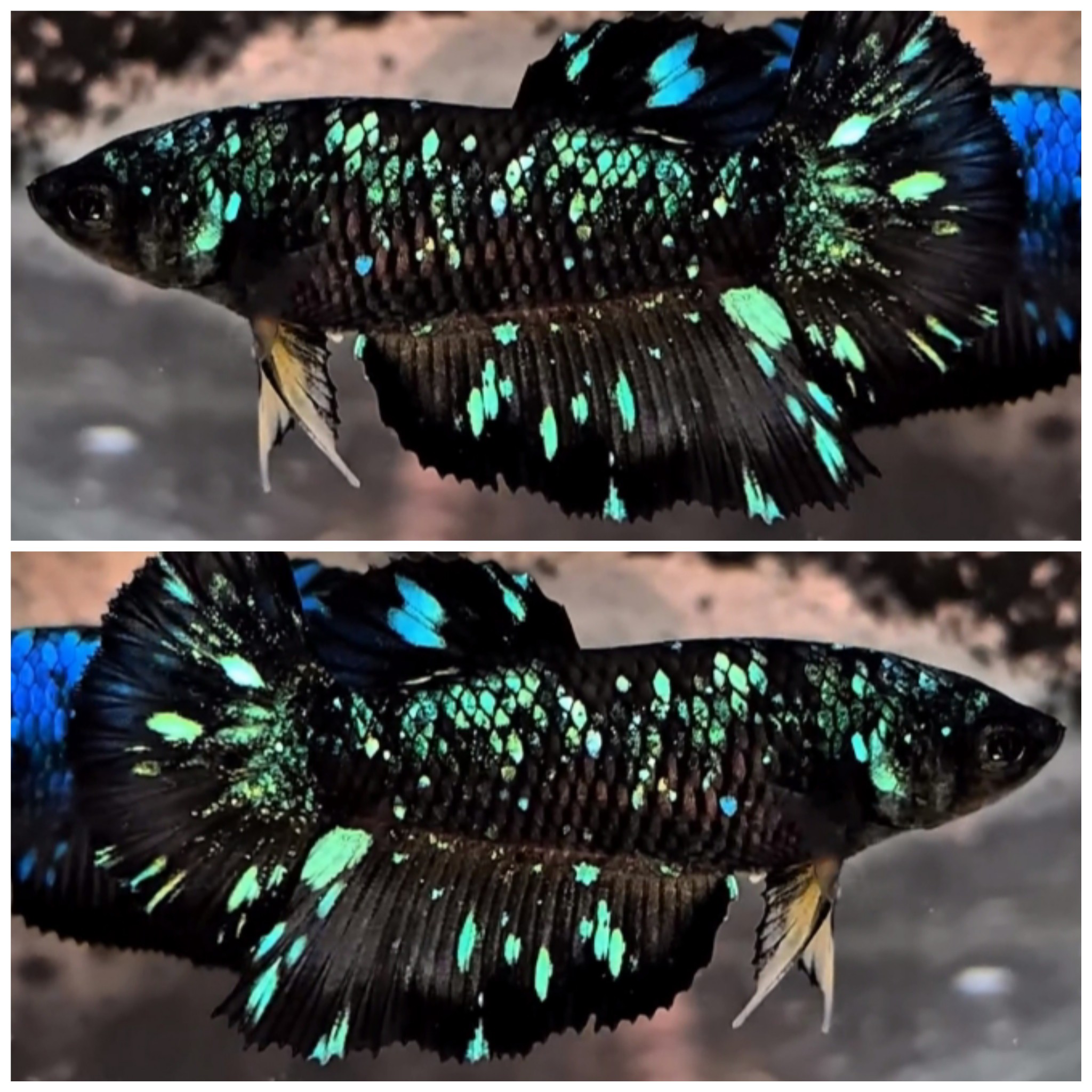 Female Avatar Nebula HM