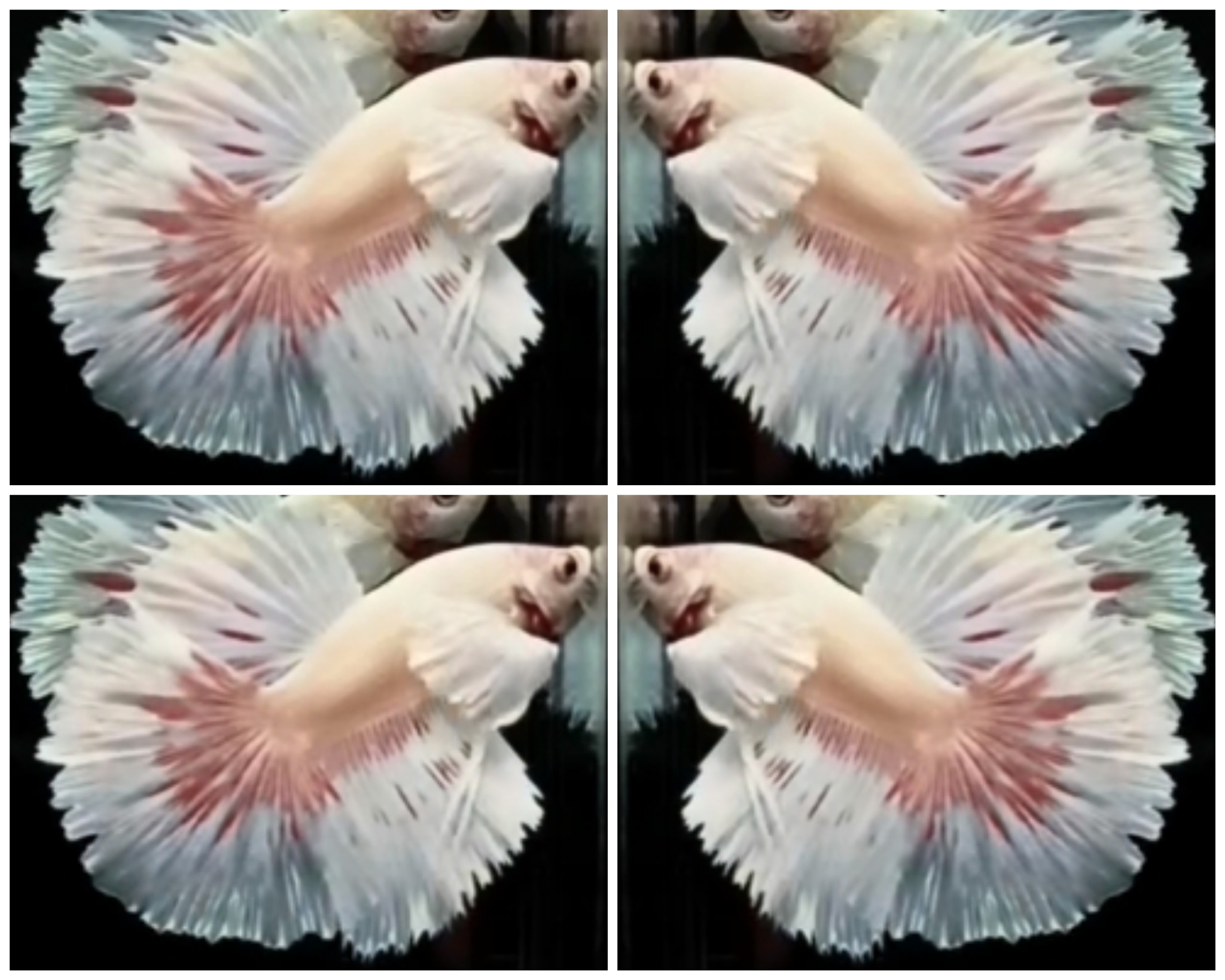 Nice Dumbo HM
