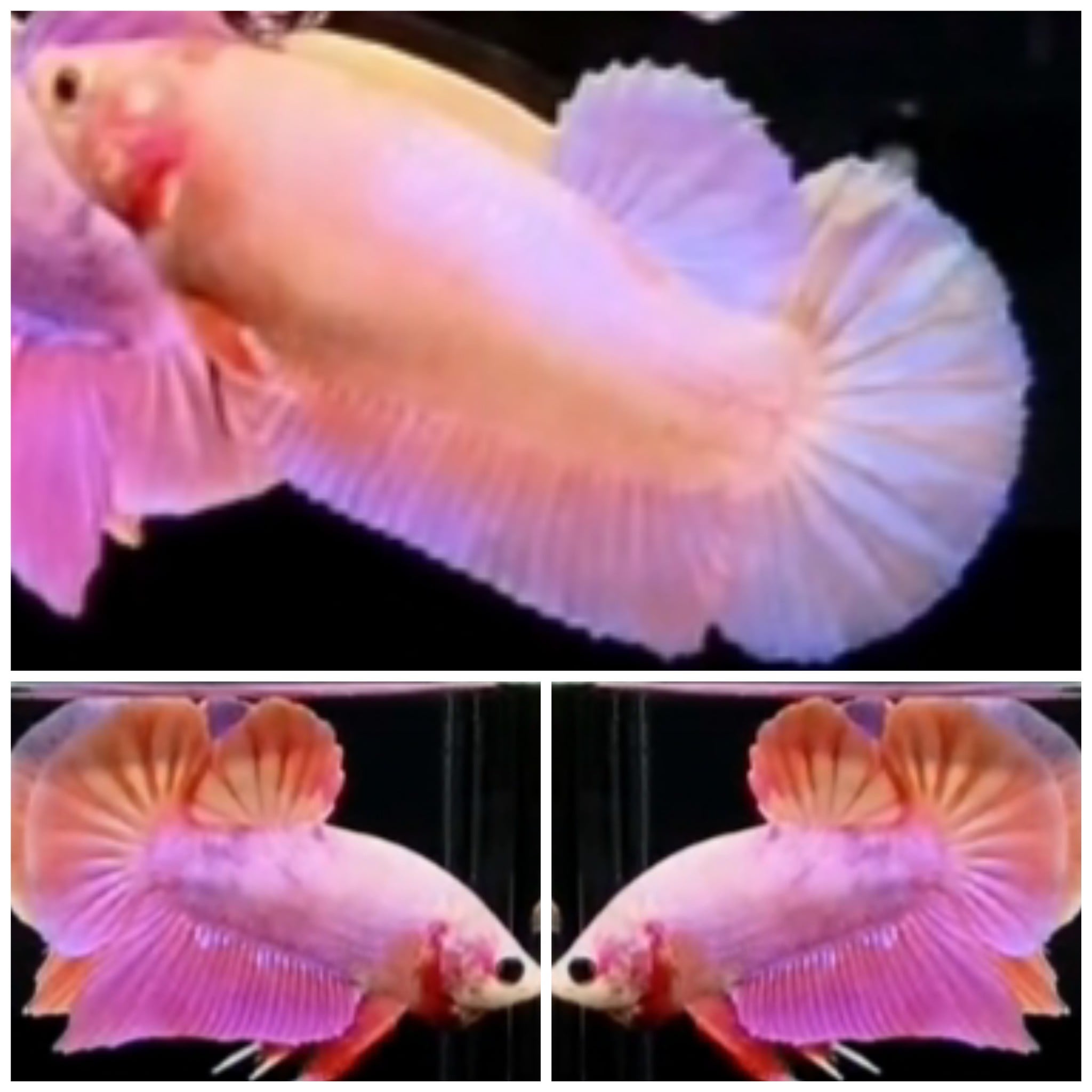 Pair Pink Aurora