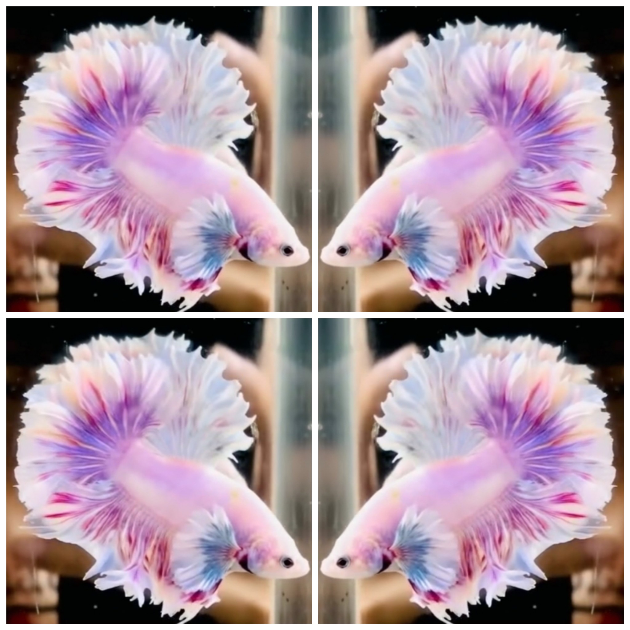 Pink Sakura King Rose Tail