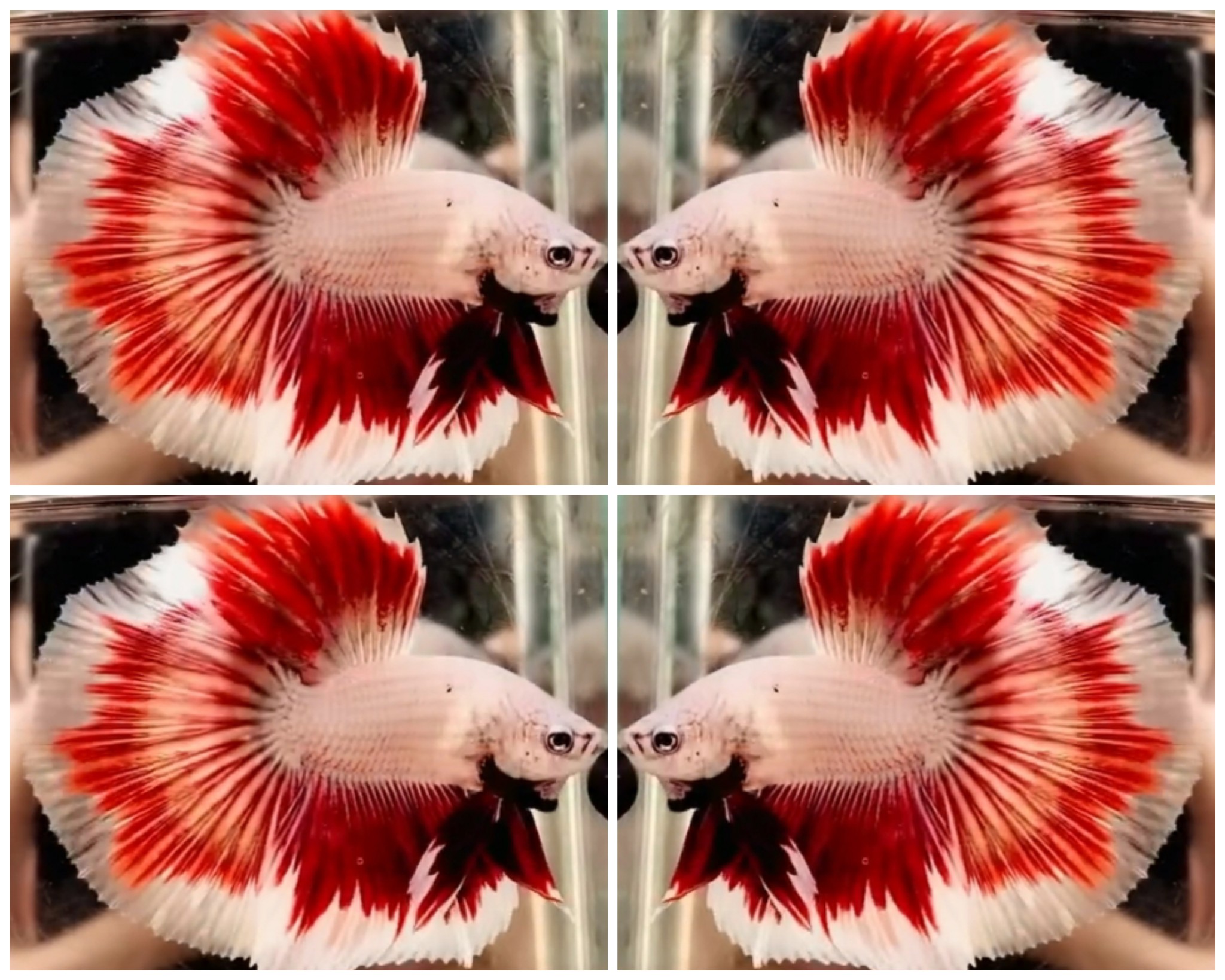 Red Dragon Butterfly