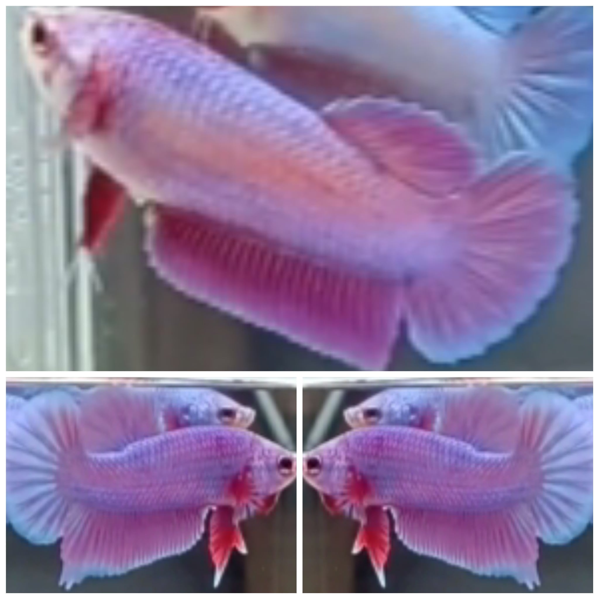 Pair Purple Aurora