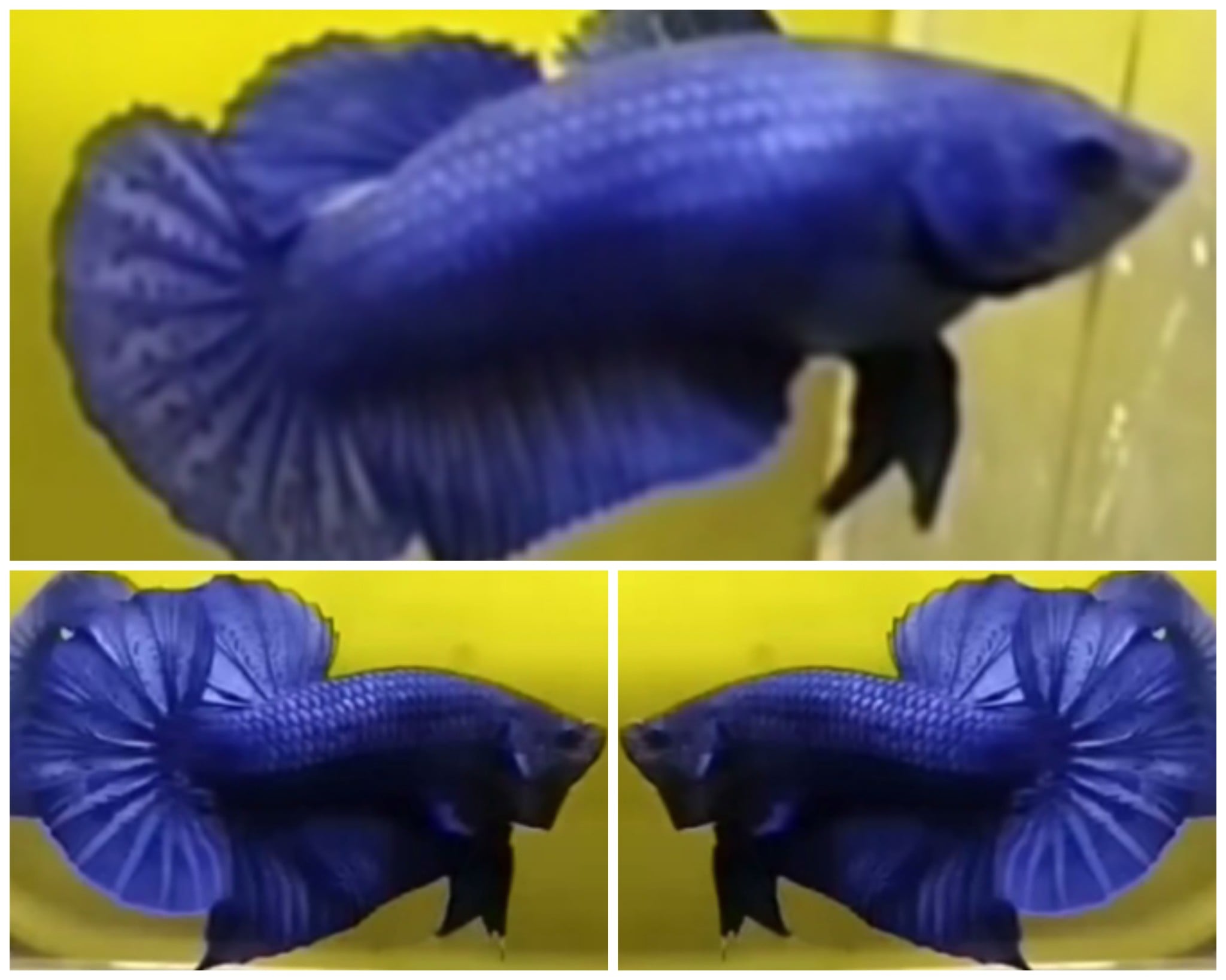 Pair Royal Blue