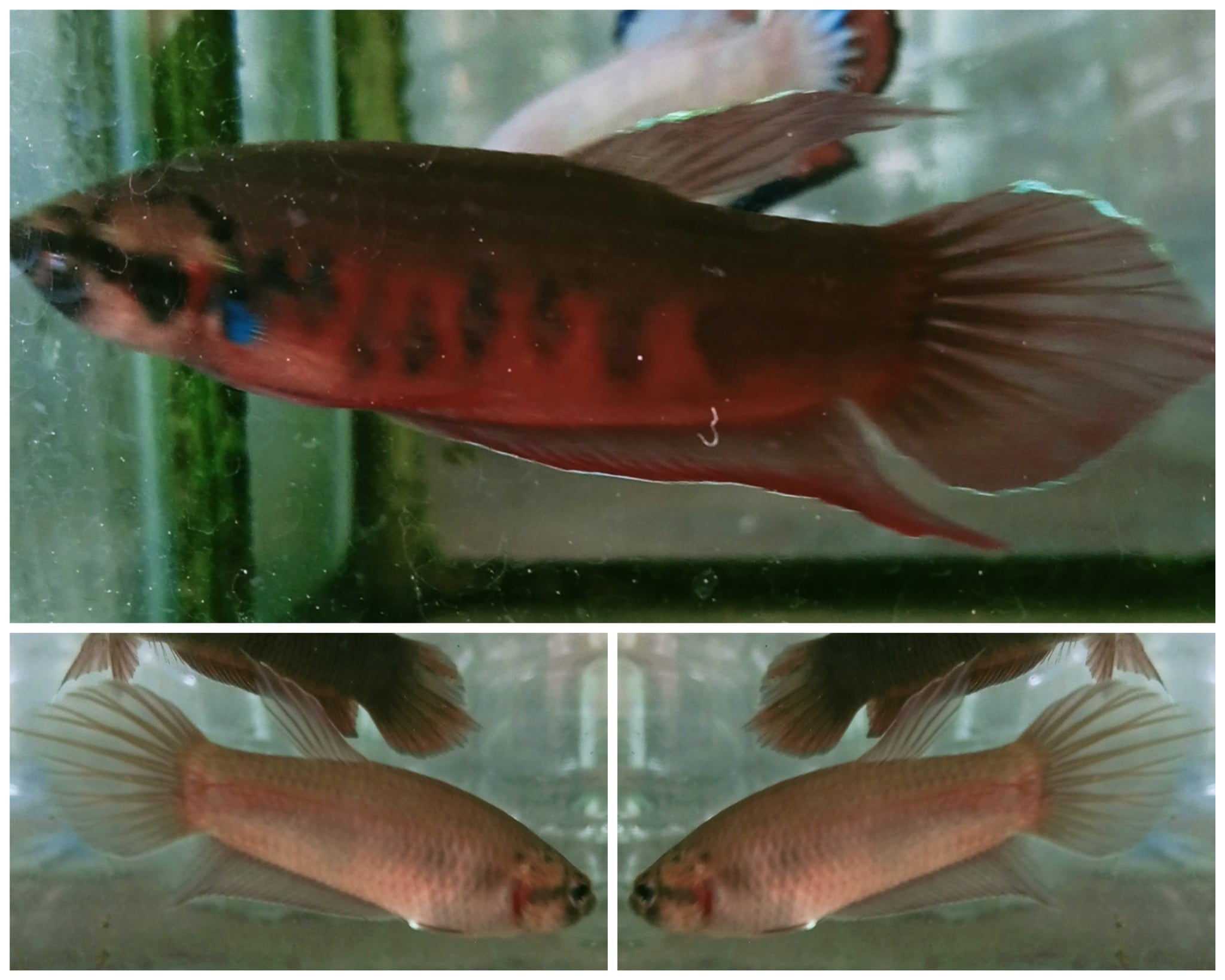 Pair Aceh Rubra