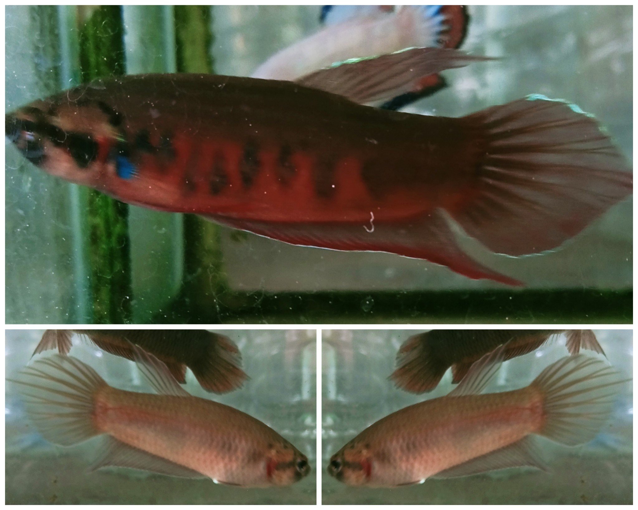 Pair Aceh Rubra