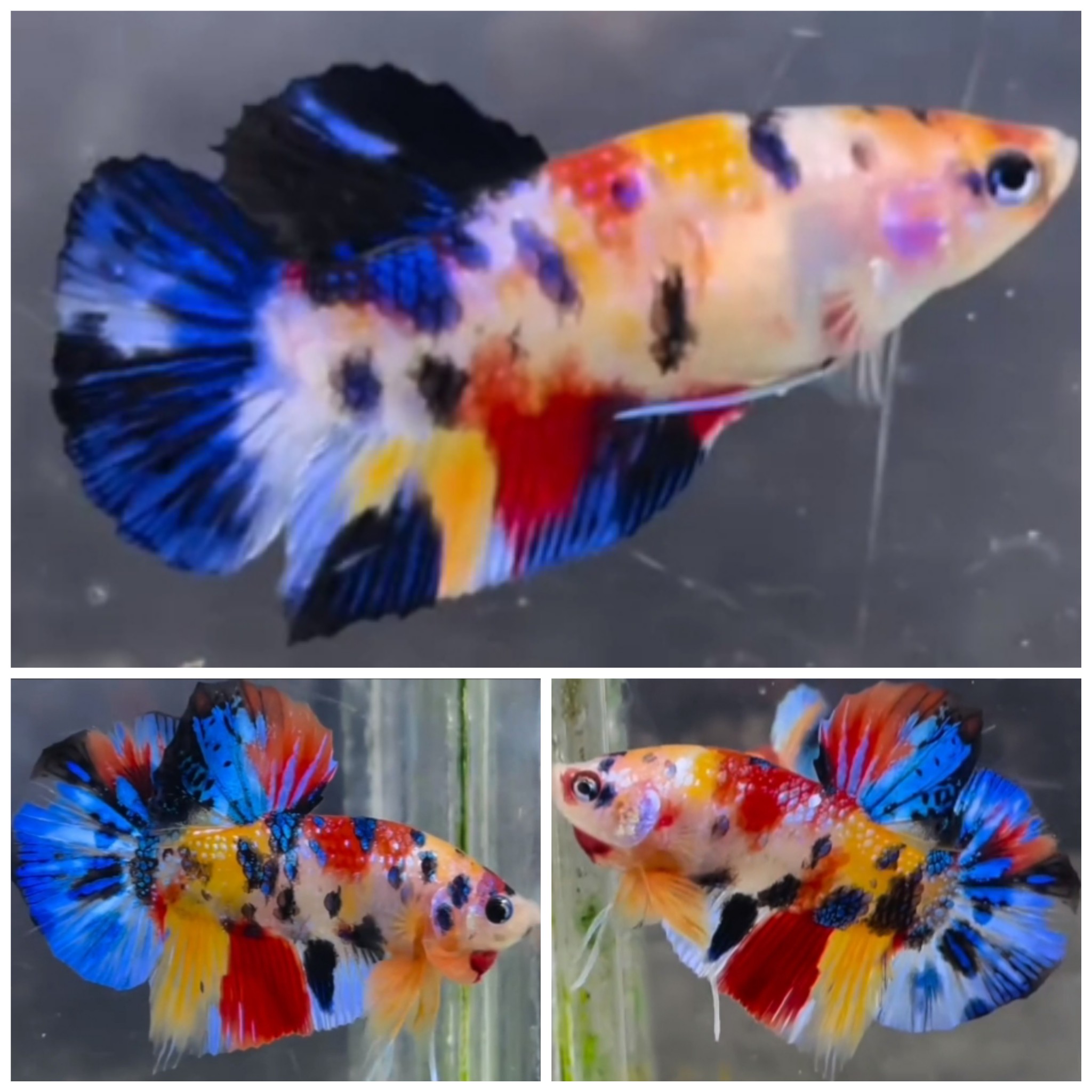 Pair Metallic Multicolour