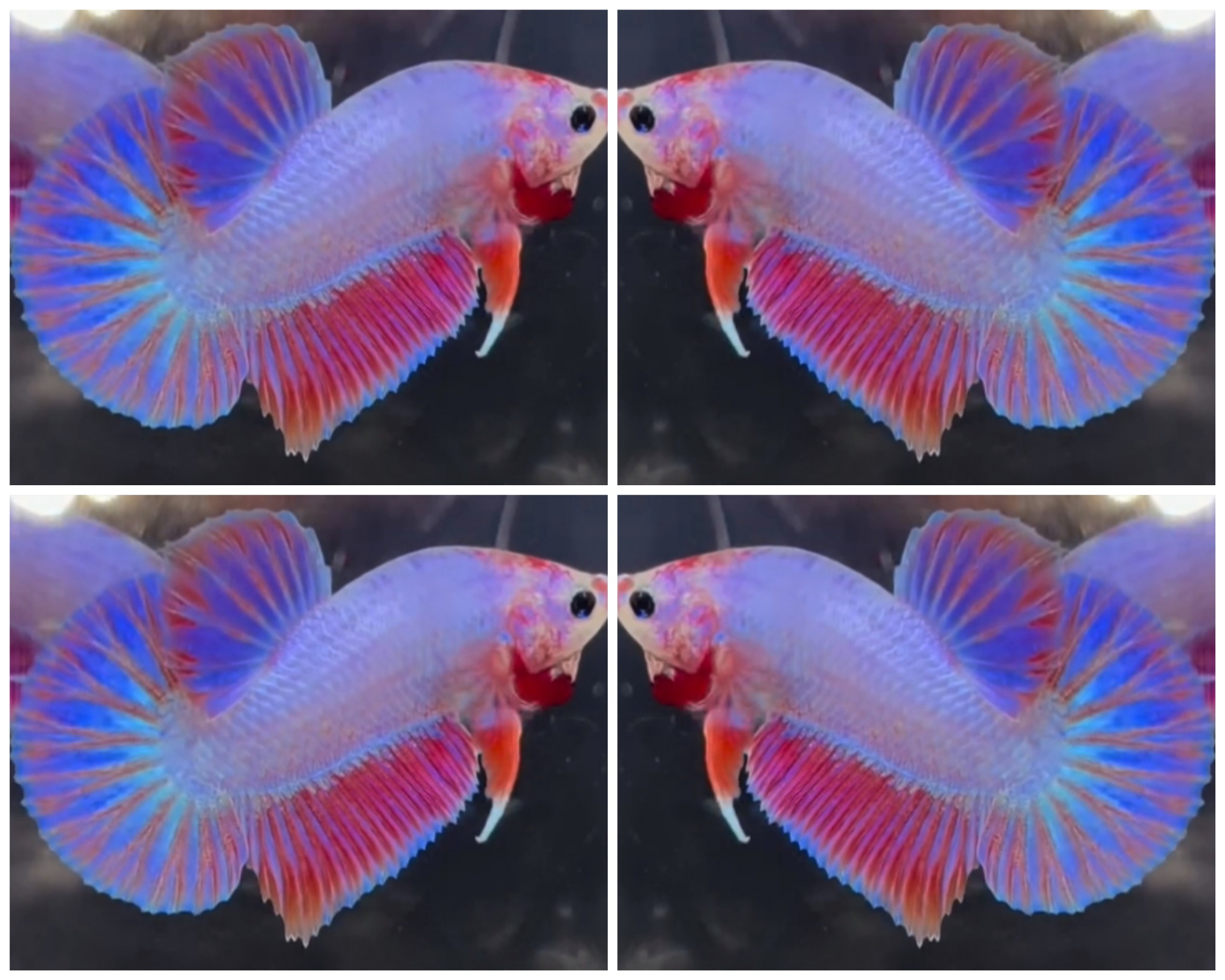 Sweet Hologram