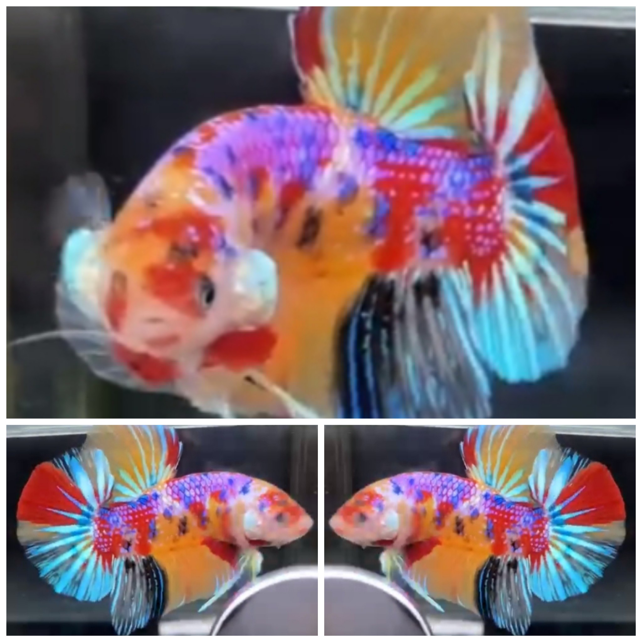 Giant Candy (6,5cm)