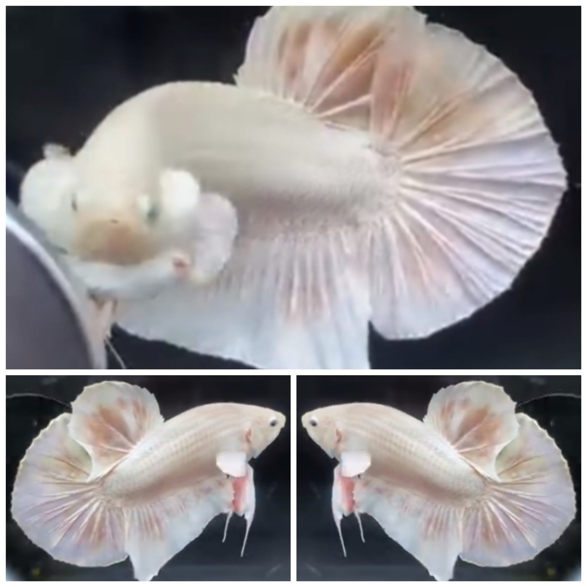 Giant White (7cm)