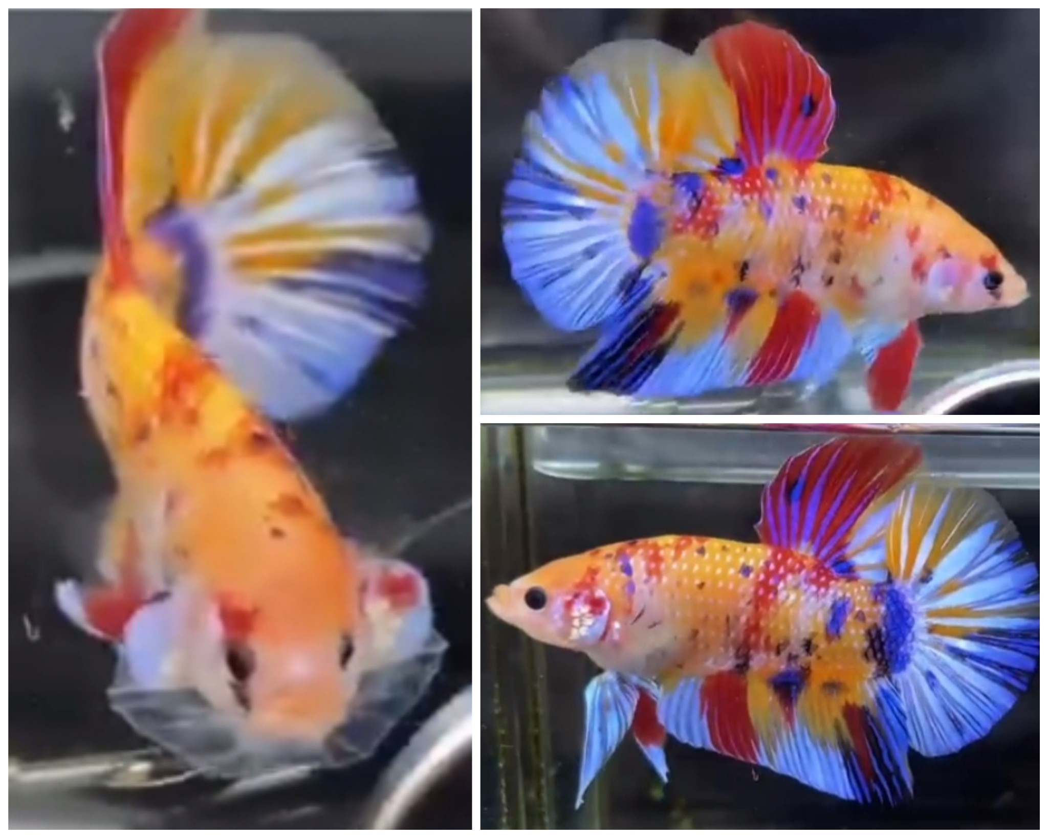 Giant Multicolour (6,5cm)