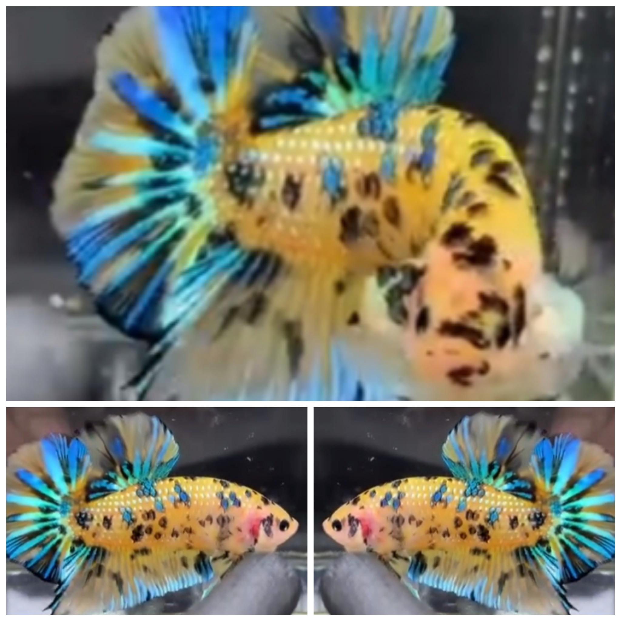 Giant Yellow Tiger (6cm)