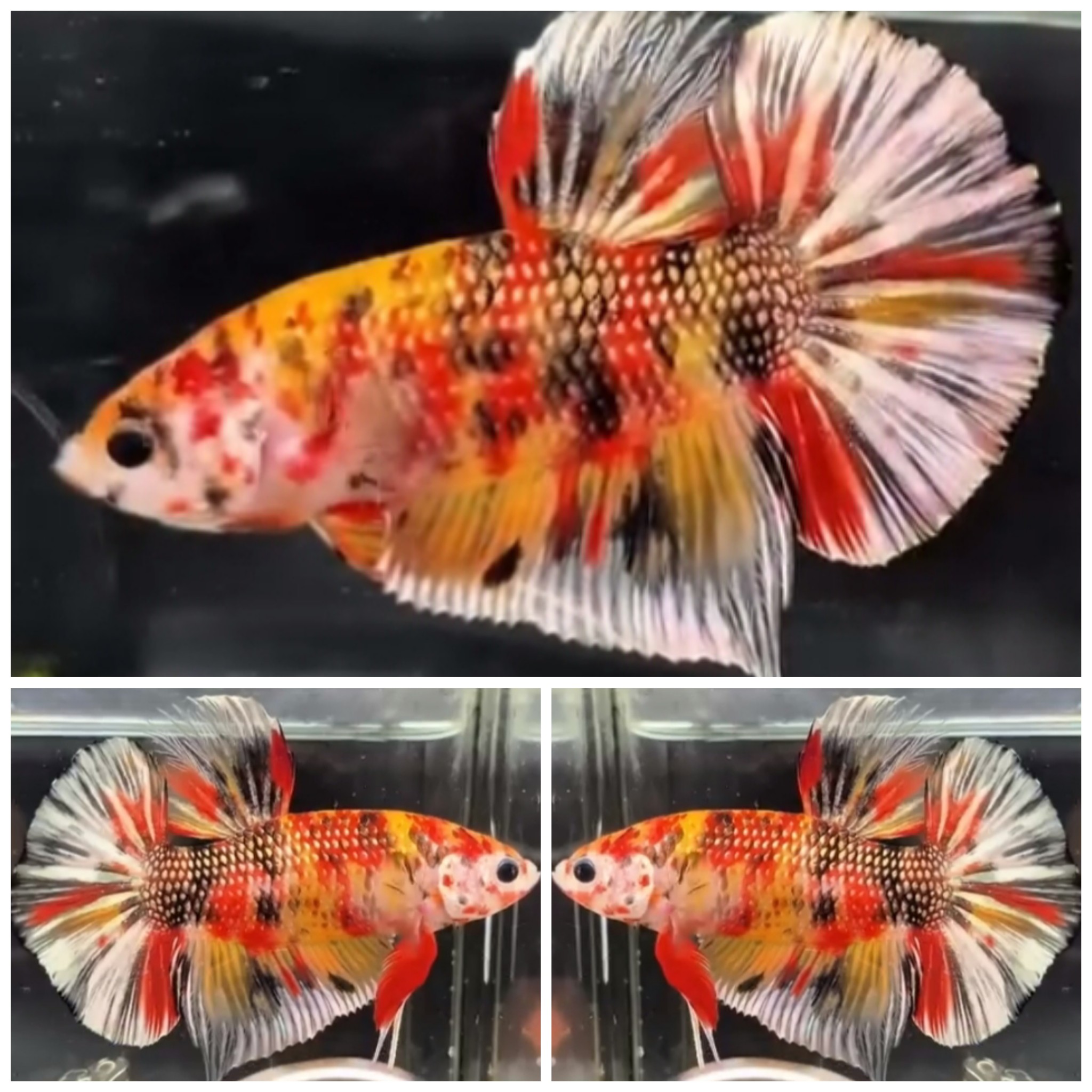 Giant Candy Copper (6cm)