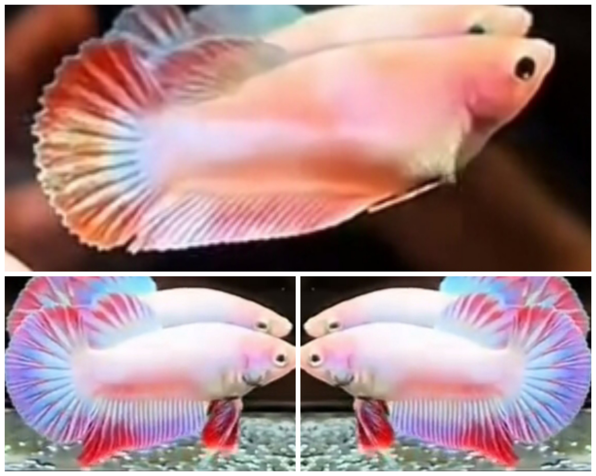 Pair Blue Ice Rainbow