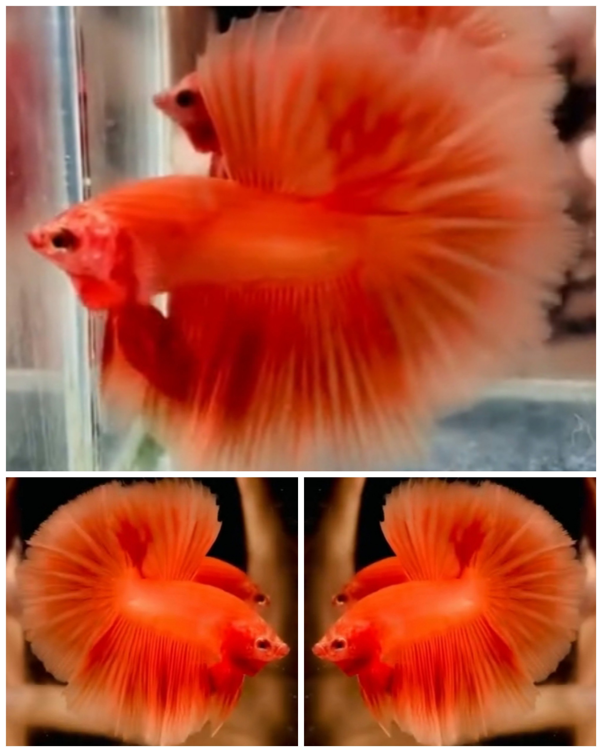 Fresh Orange