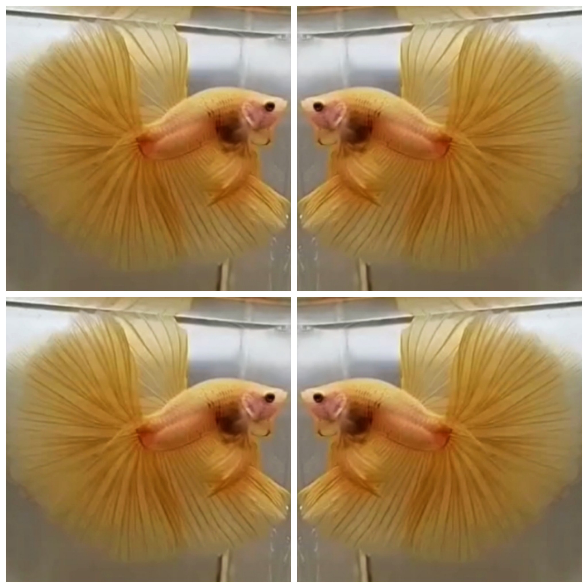 Yellow Banana