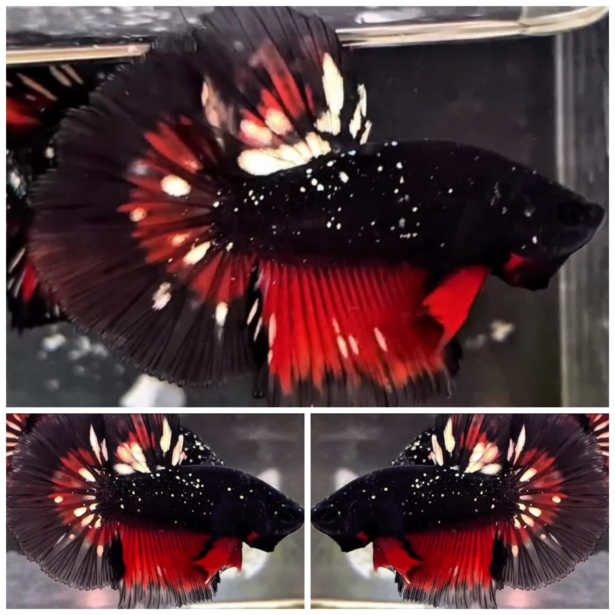 Top Avatar Red Chrome