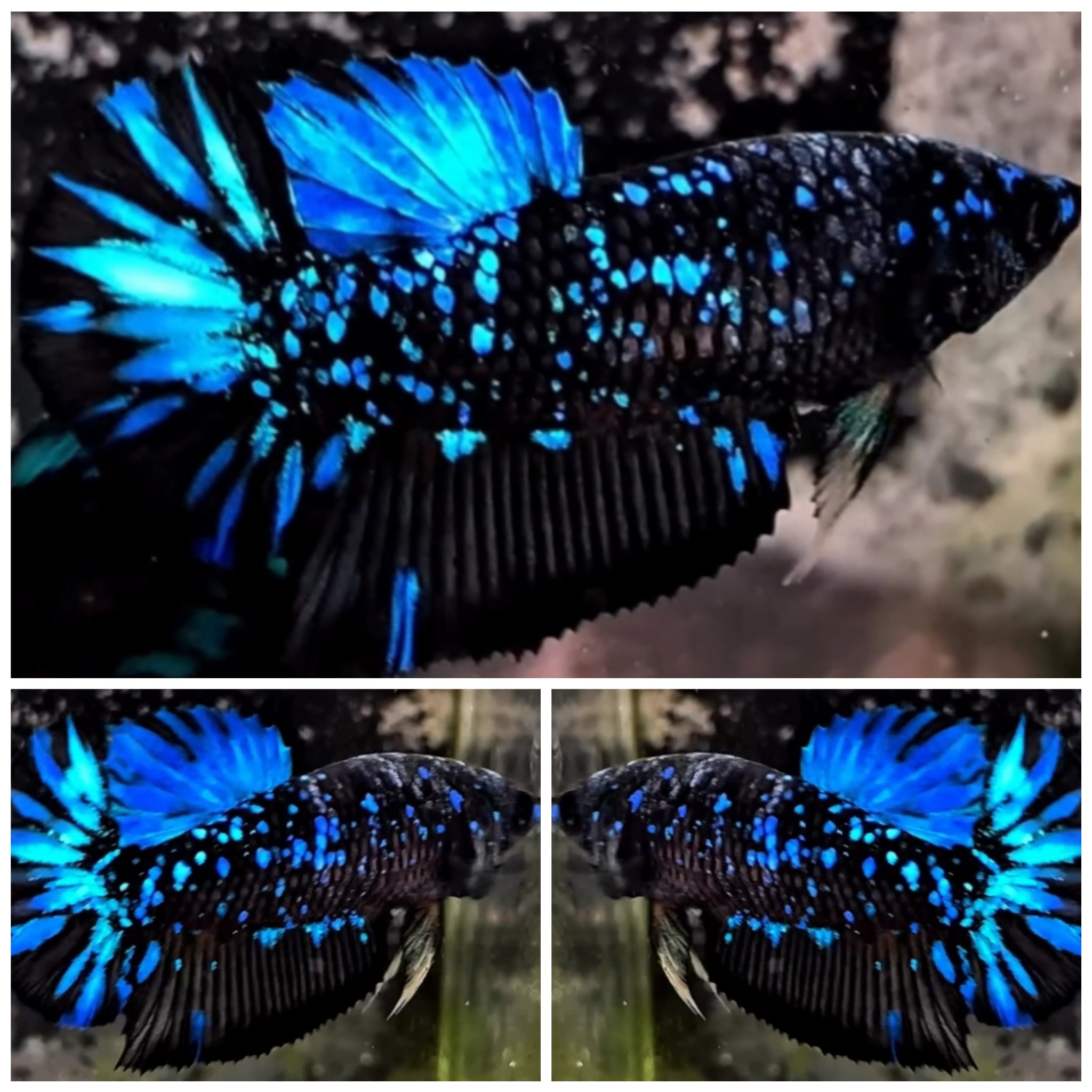 Female Avatar Glitter #1