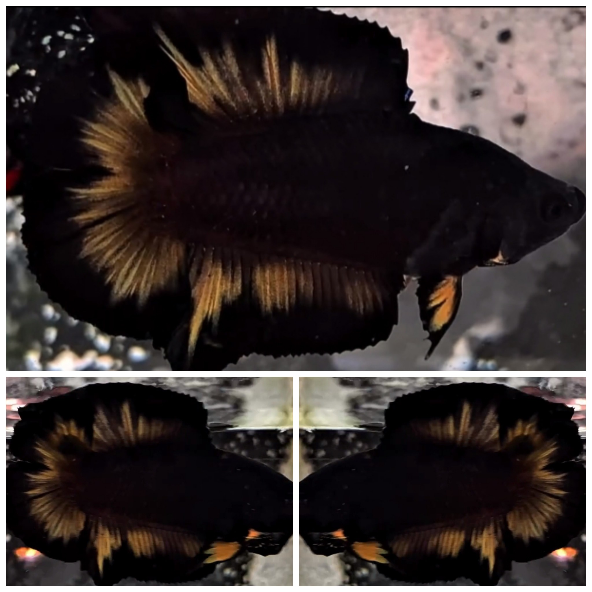 Best Yellow Black PKDT