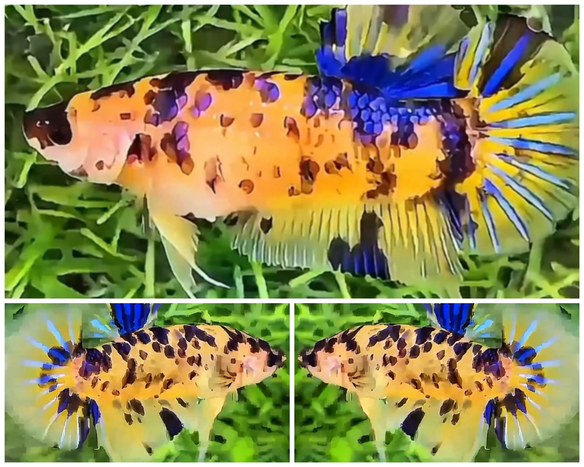 Pair Giant Yellow Marsupilami (6 & 5,5cm)