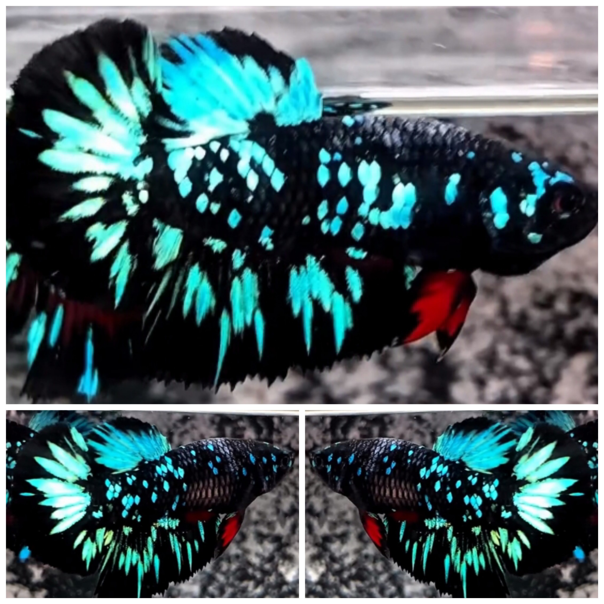 Female Avatar Glitter #2