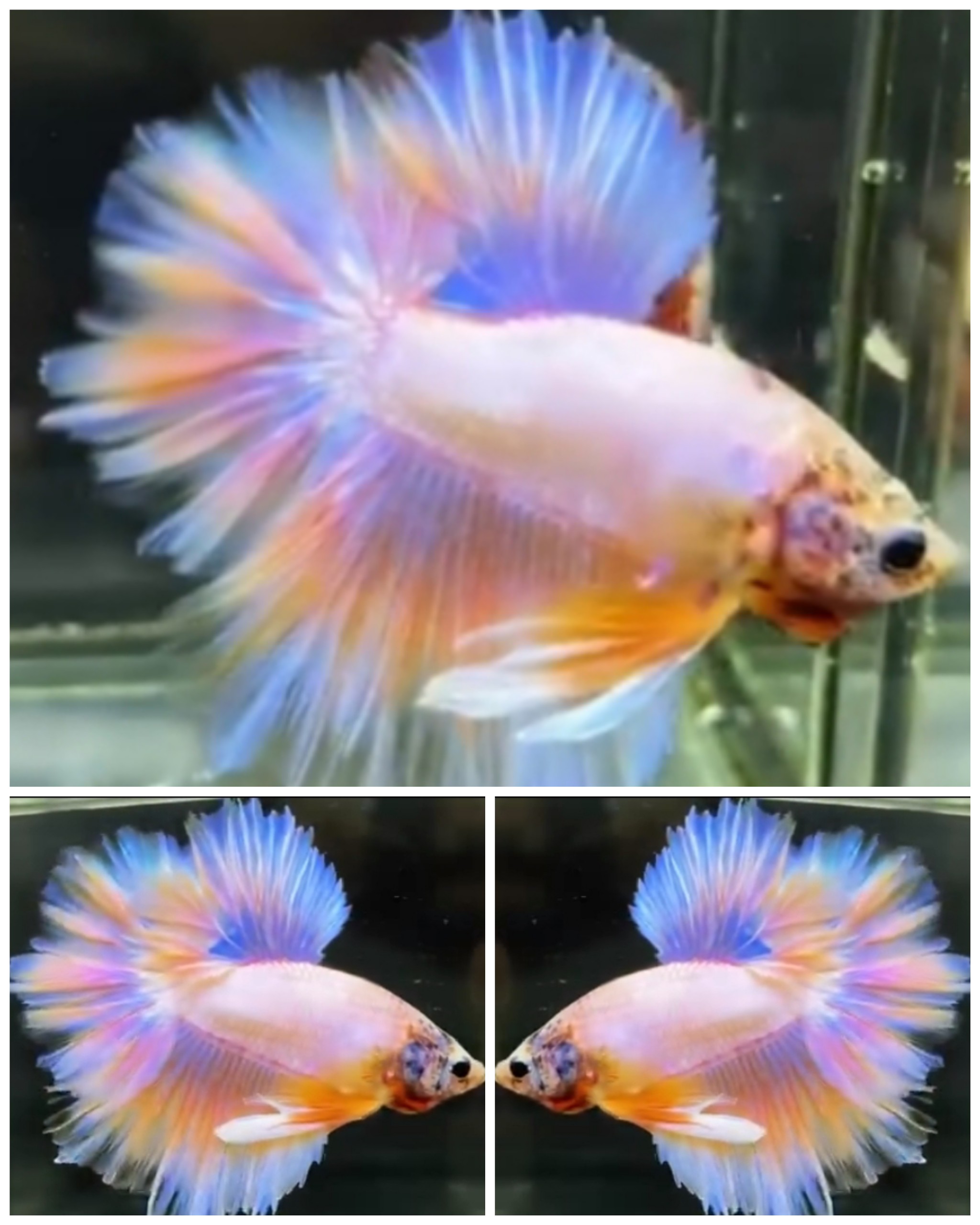 Pink Orange Peach