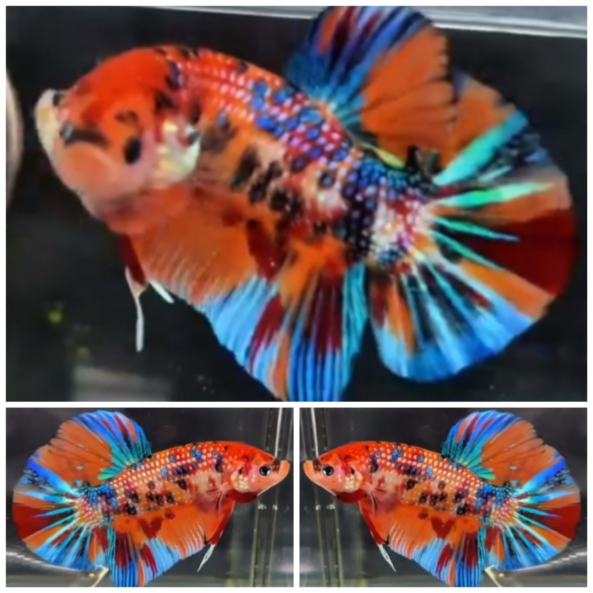 Giant Metallic Multicolour (6,5cm)