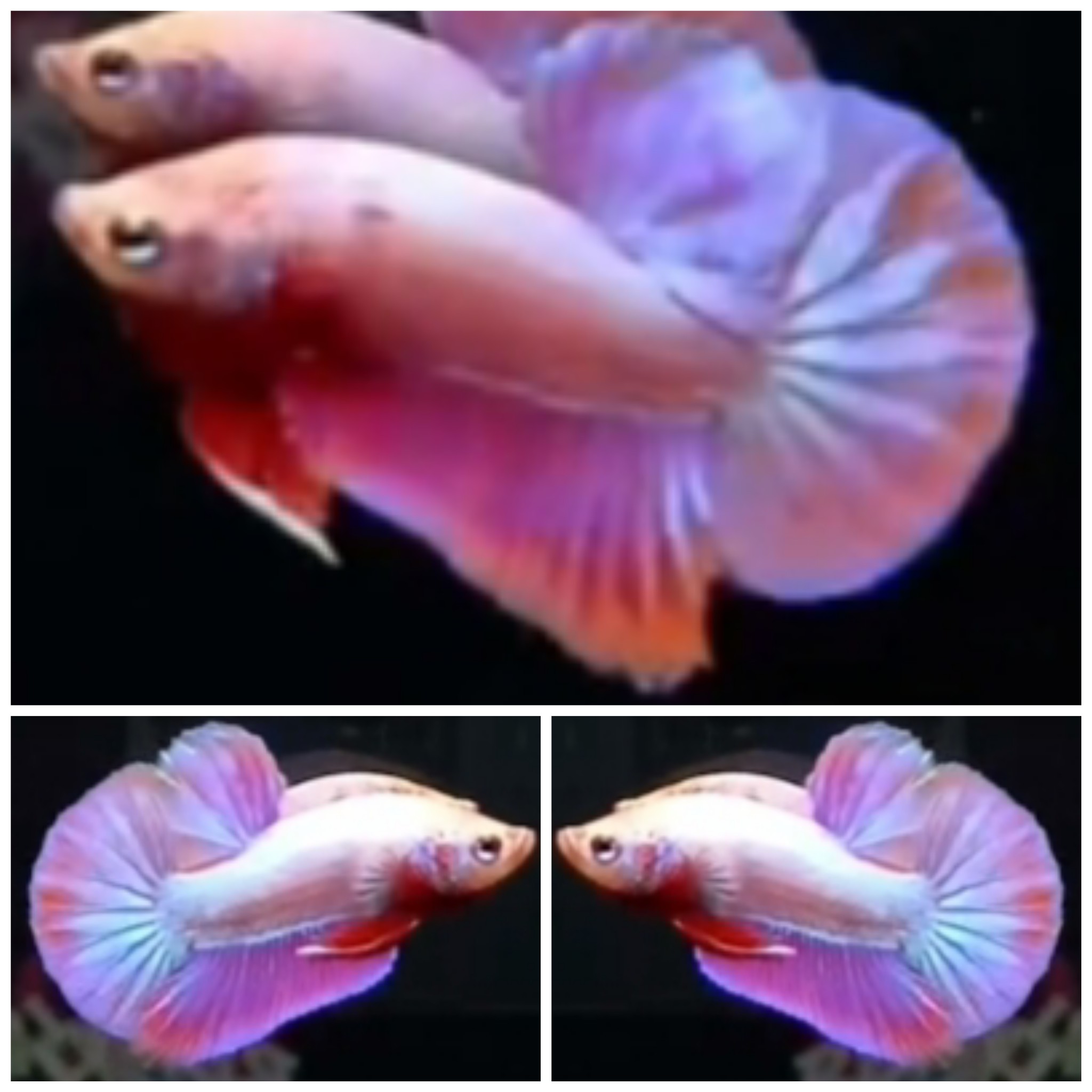 Pink Aurora