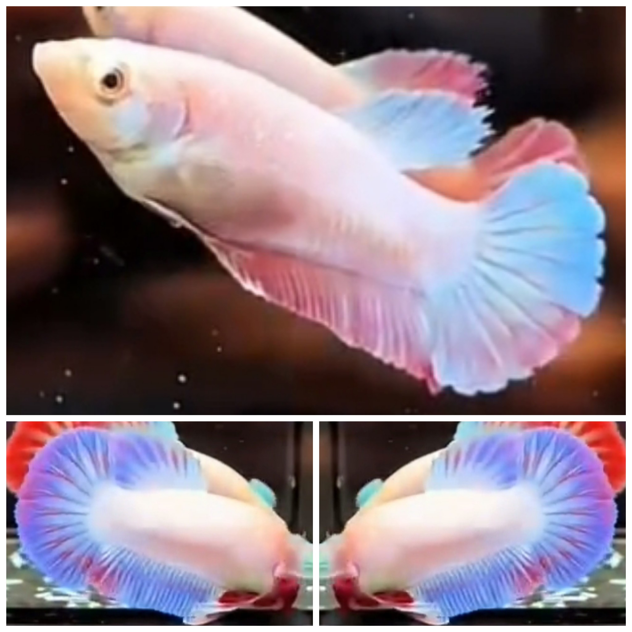 Pair Blue Ice Rainbow