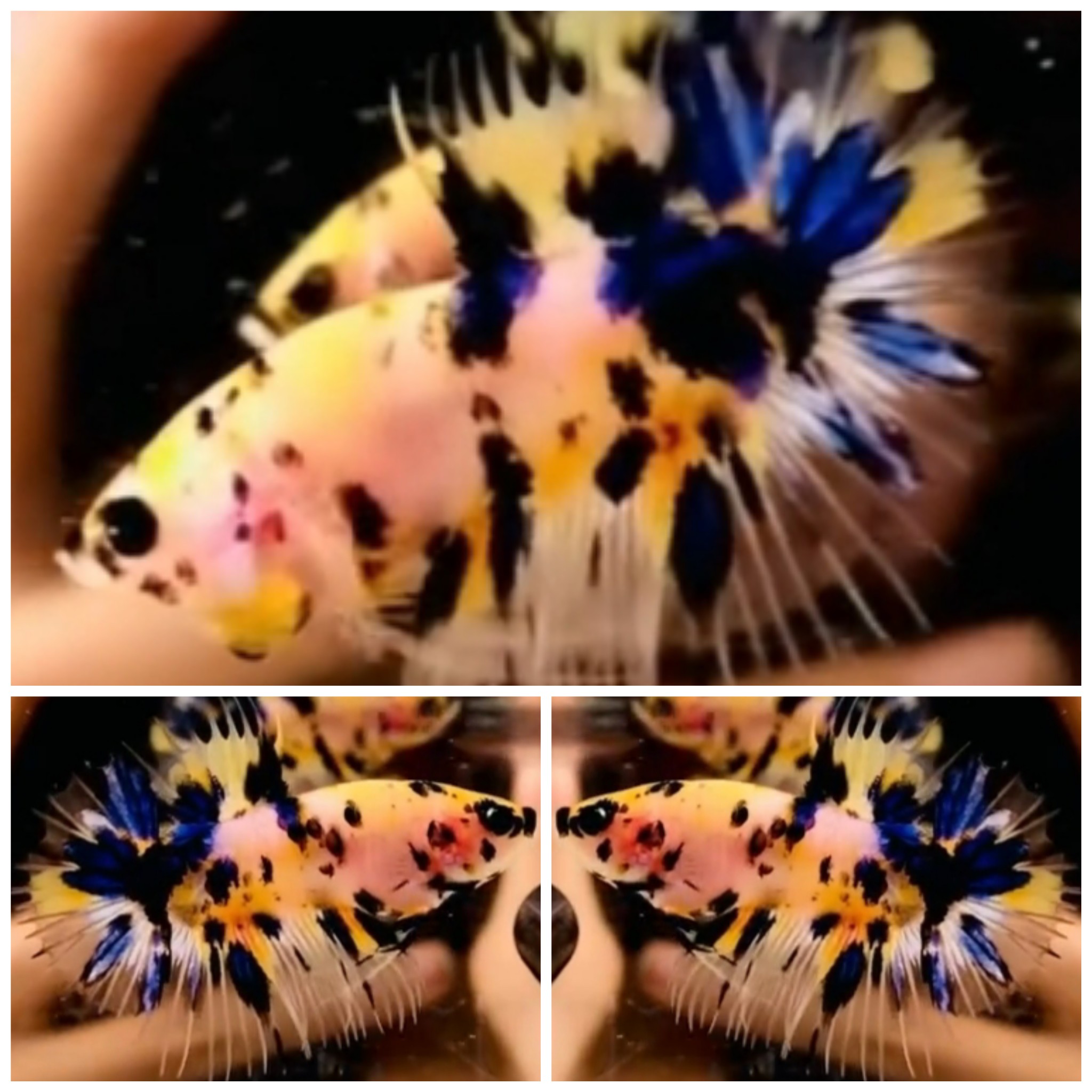 Yellow Marsupilami CTPK