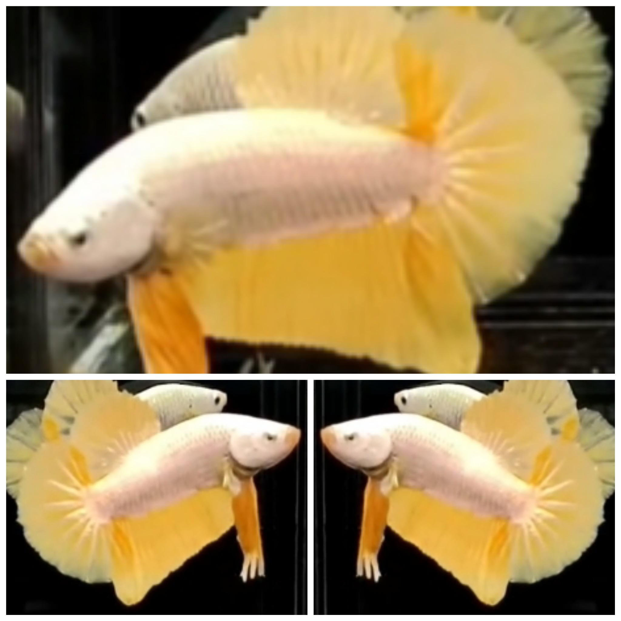 Yellow Dragon