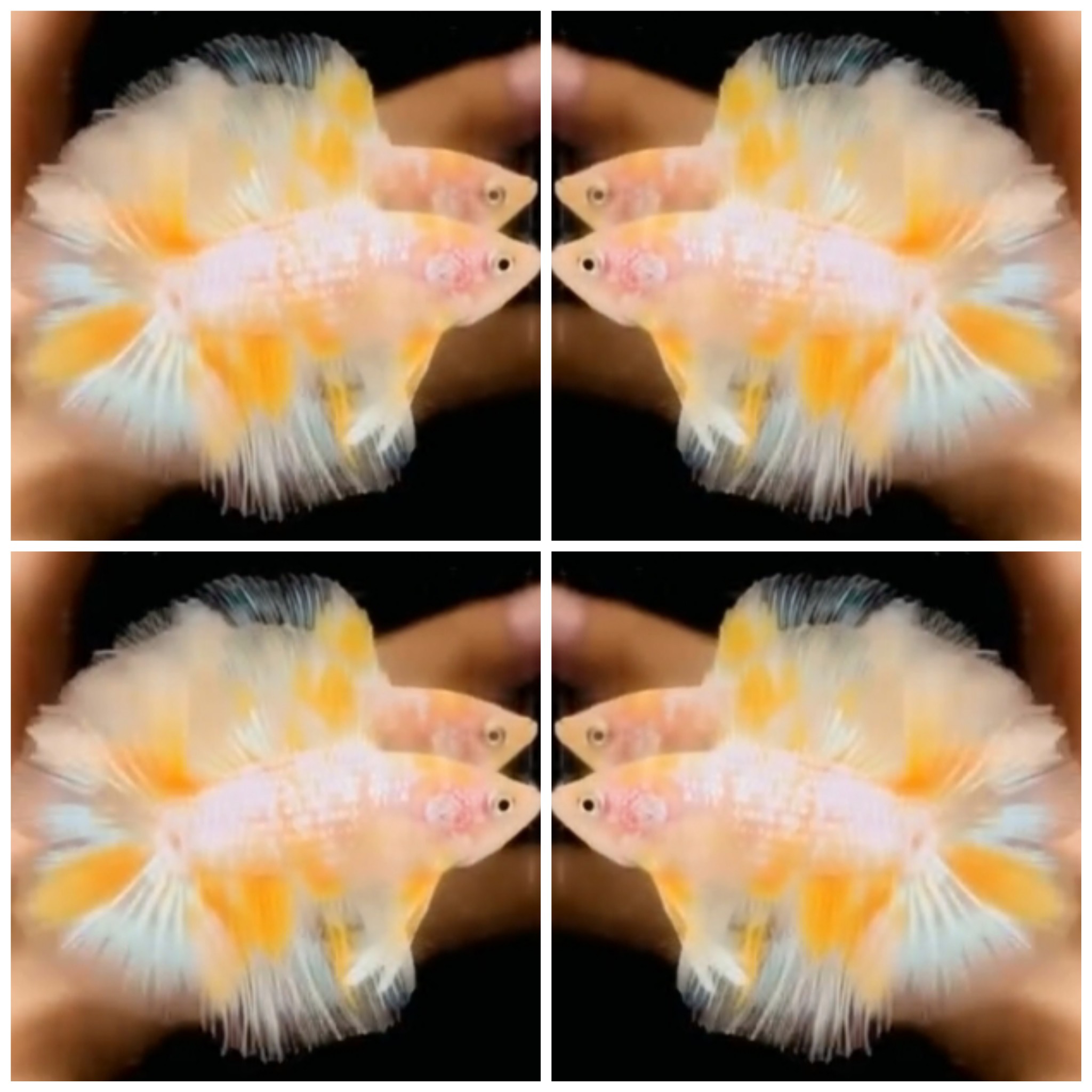 Yellow Marble HMDT