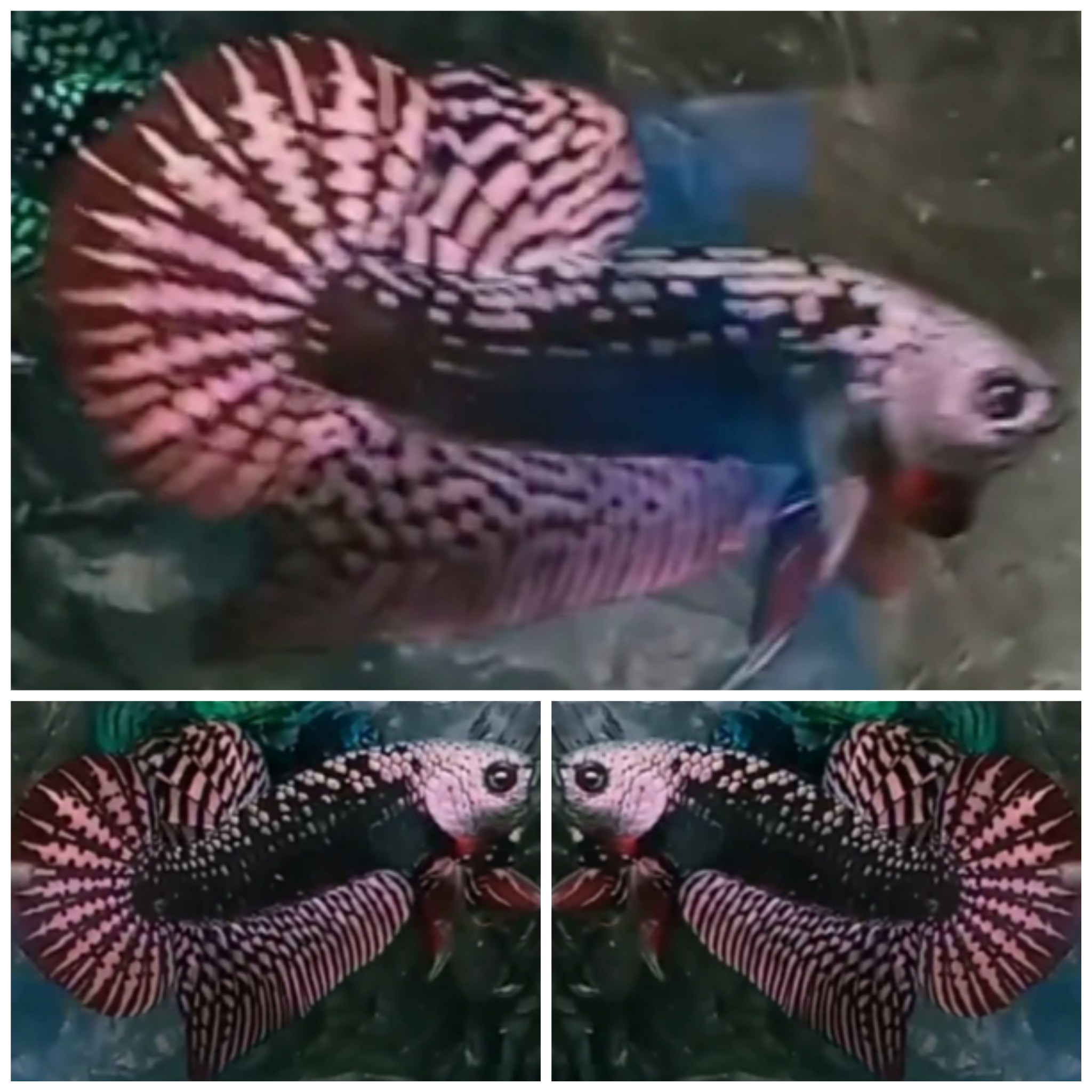 Best Alien Samurai Copper