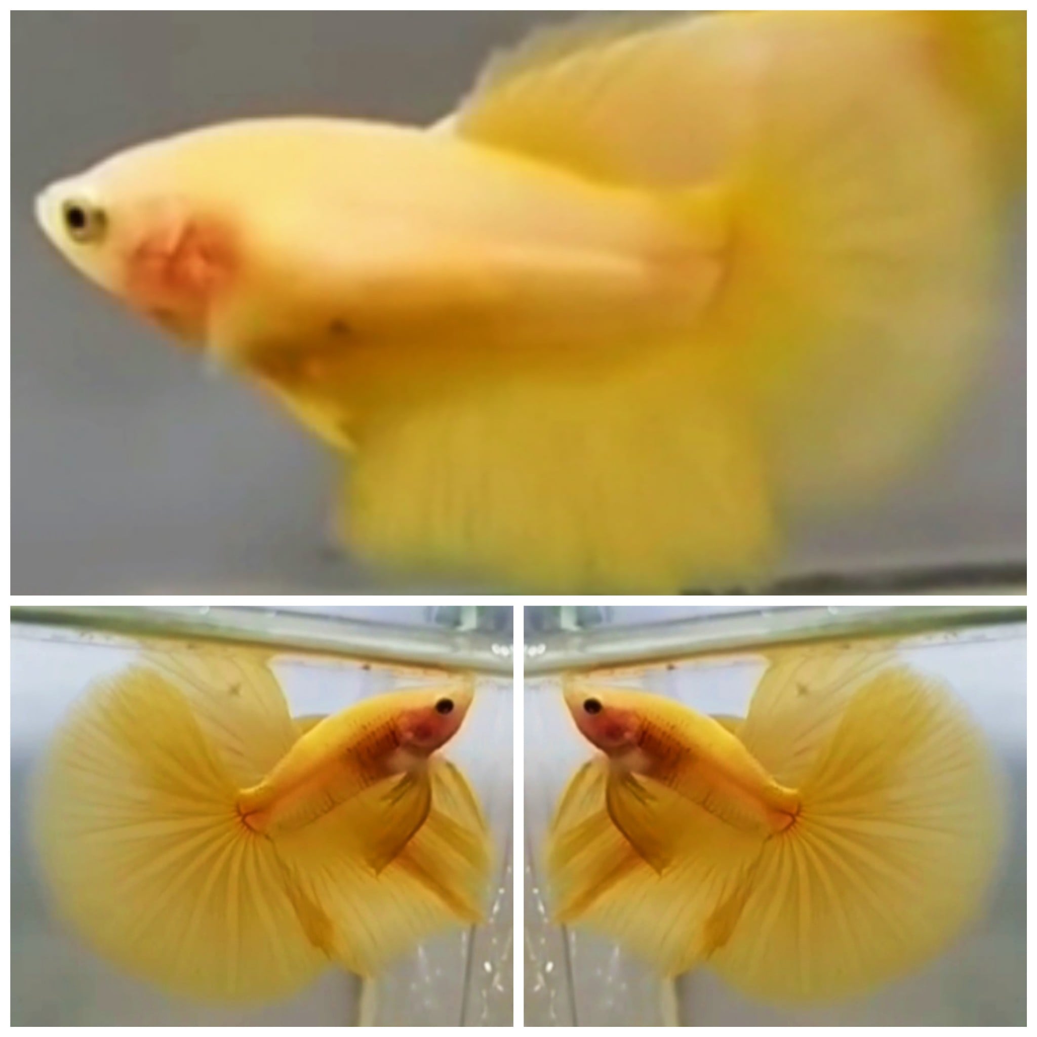Pair Yellow Banana