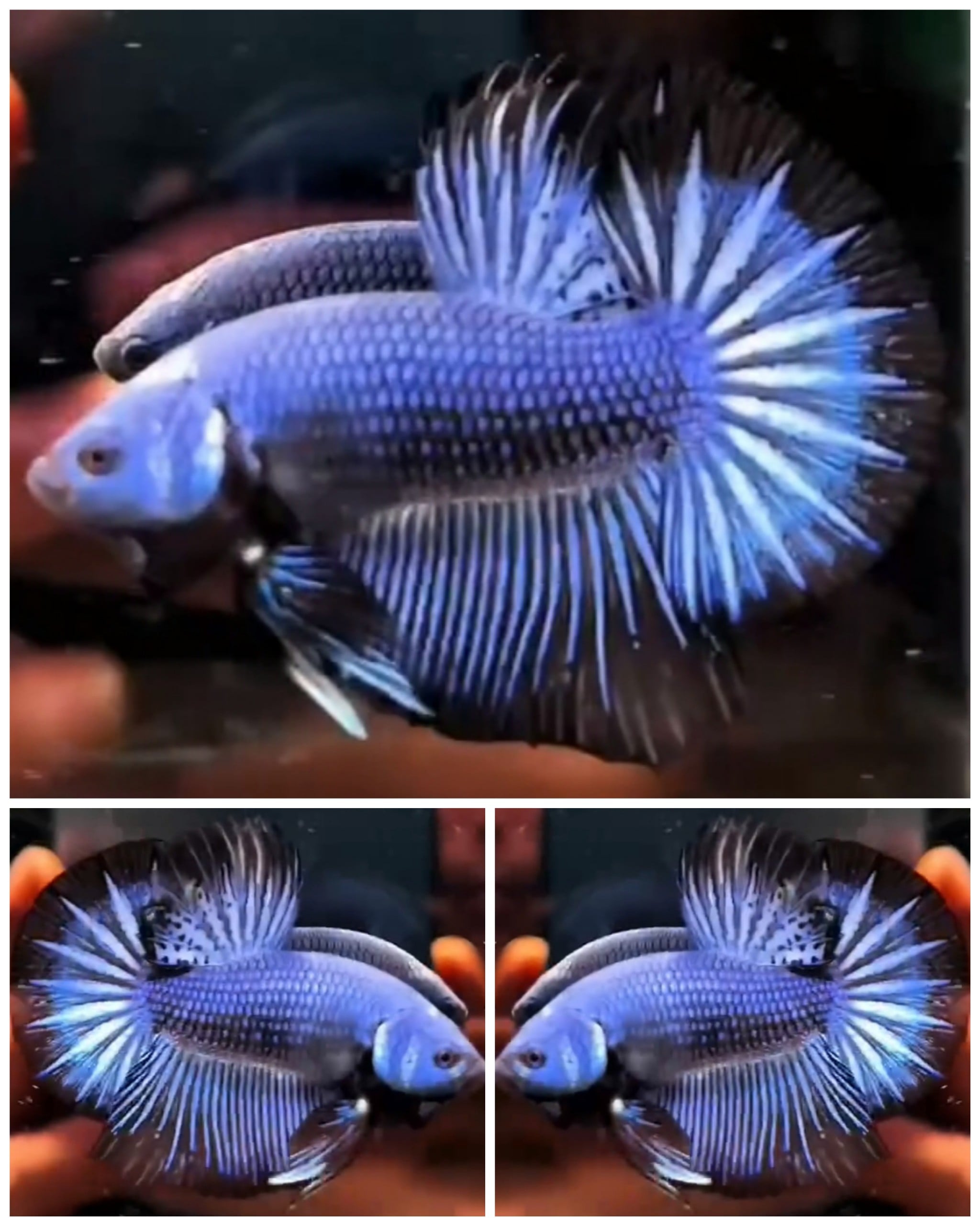 Blue Dragon
