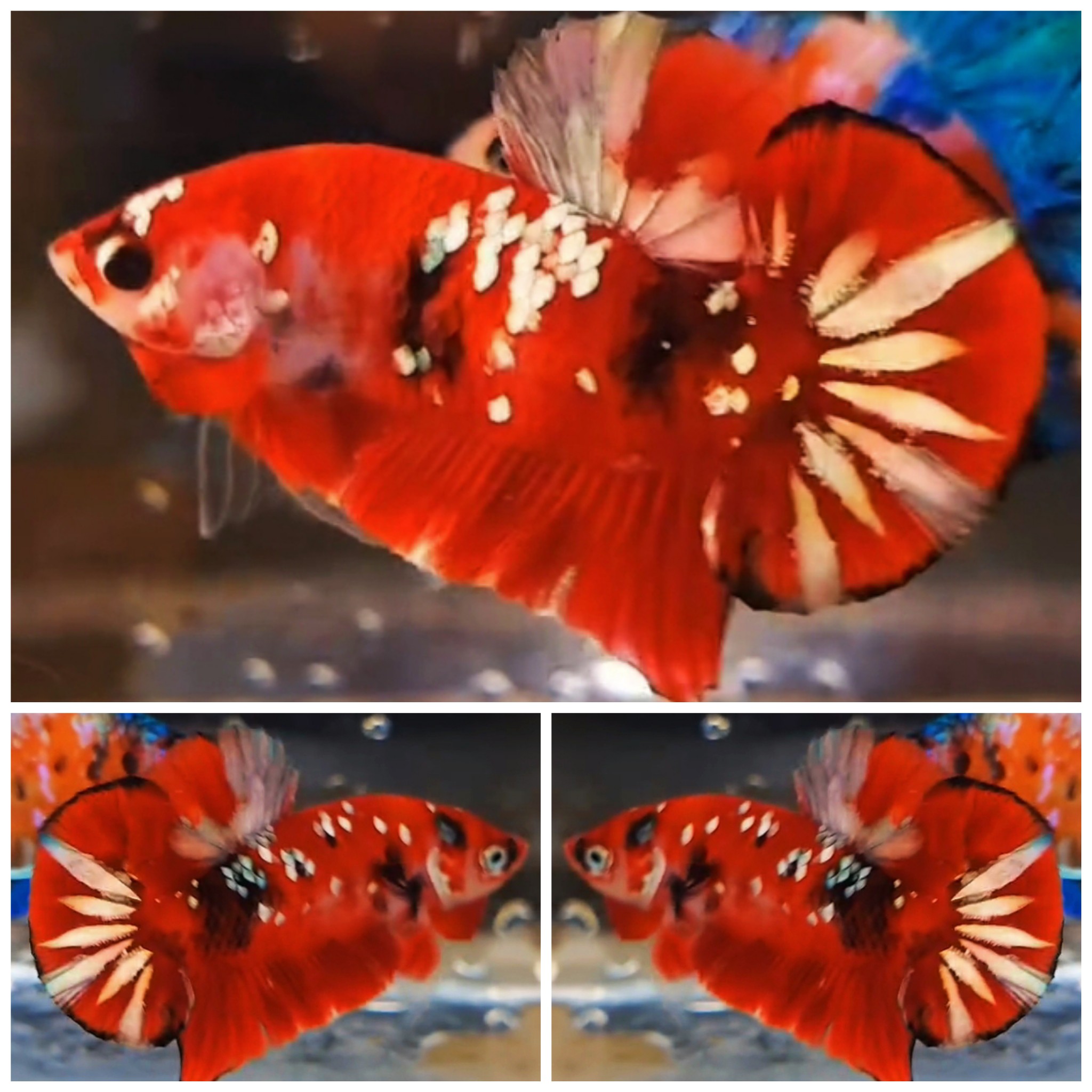 Red Koi Copper