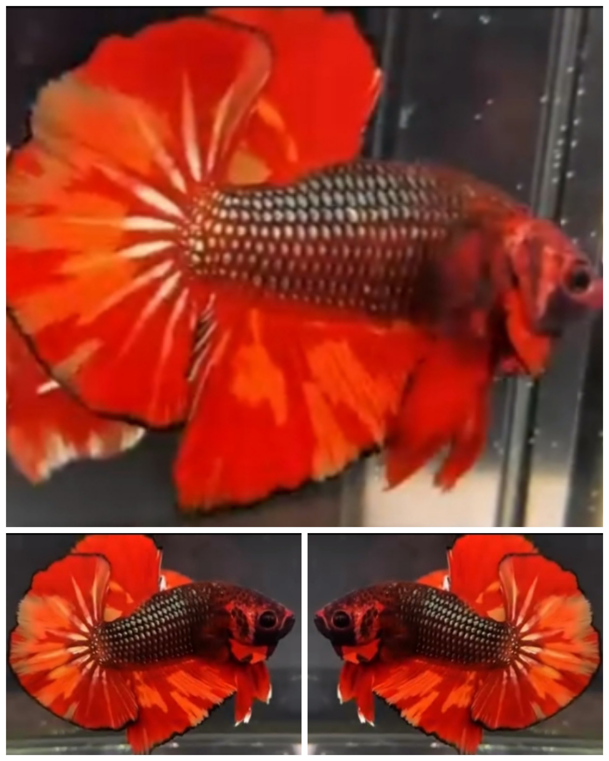 Copper Fire OHMPK