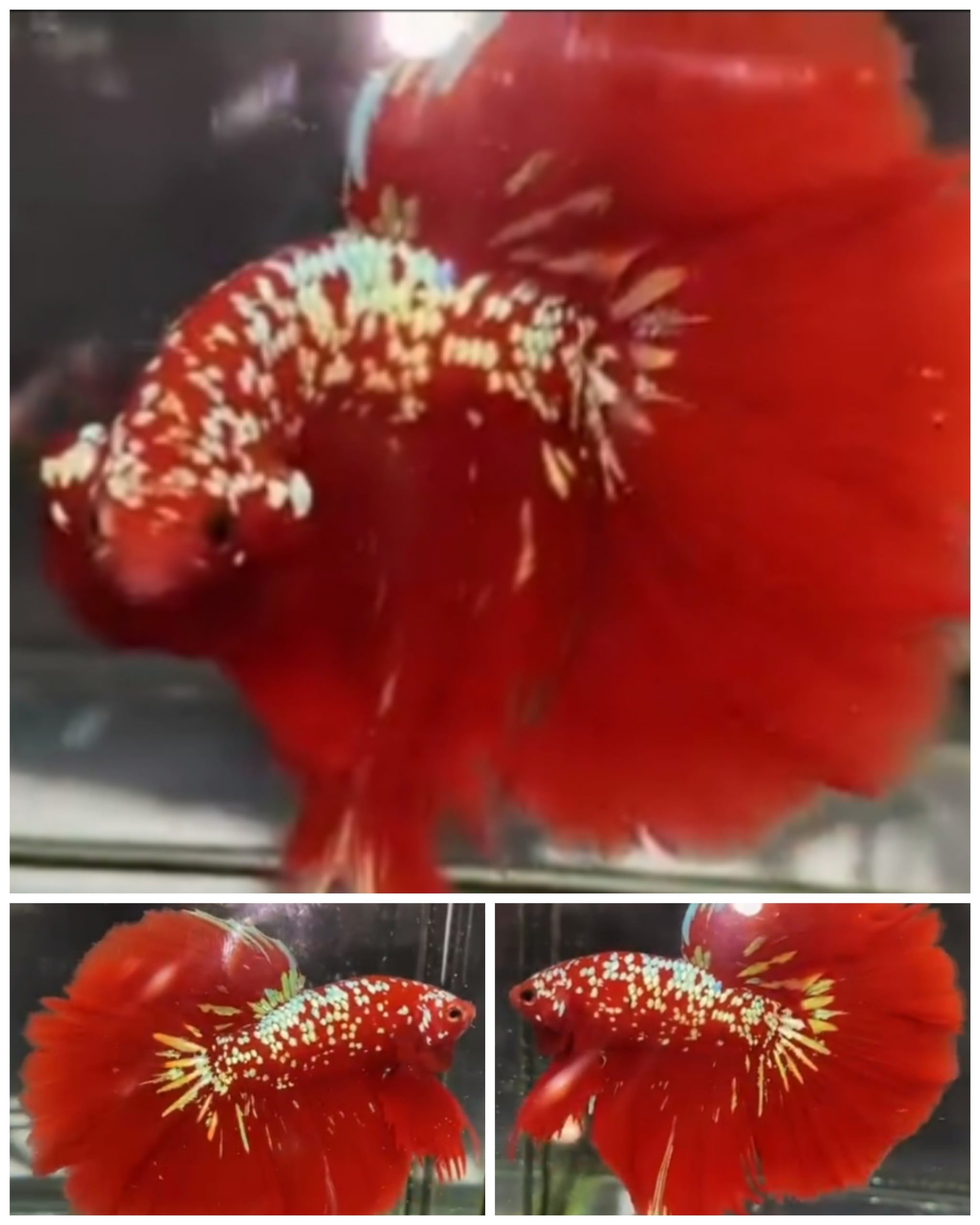 Best Red Gold Galaxy