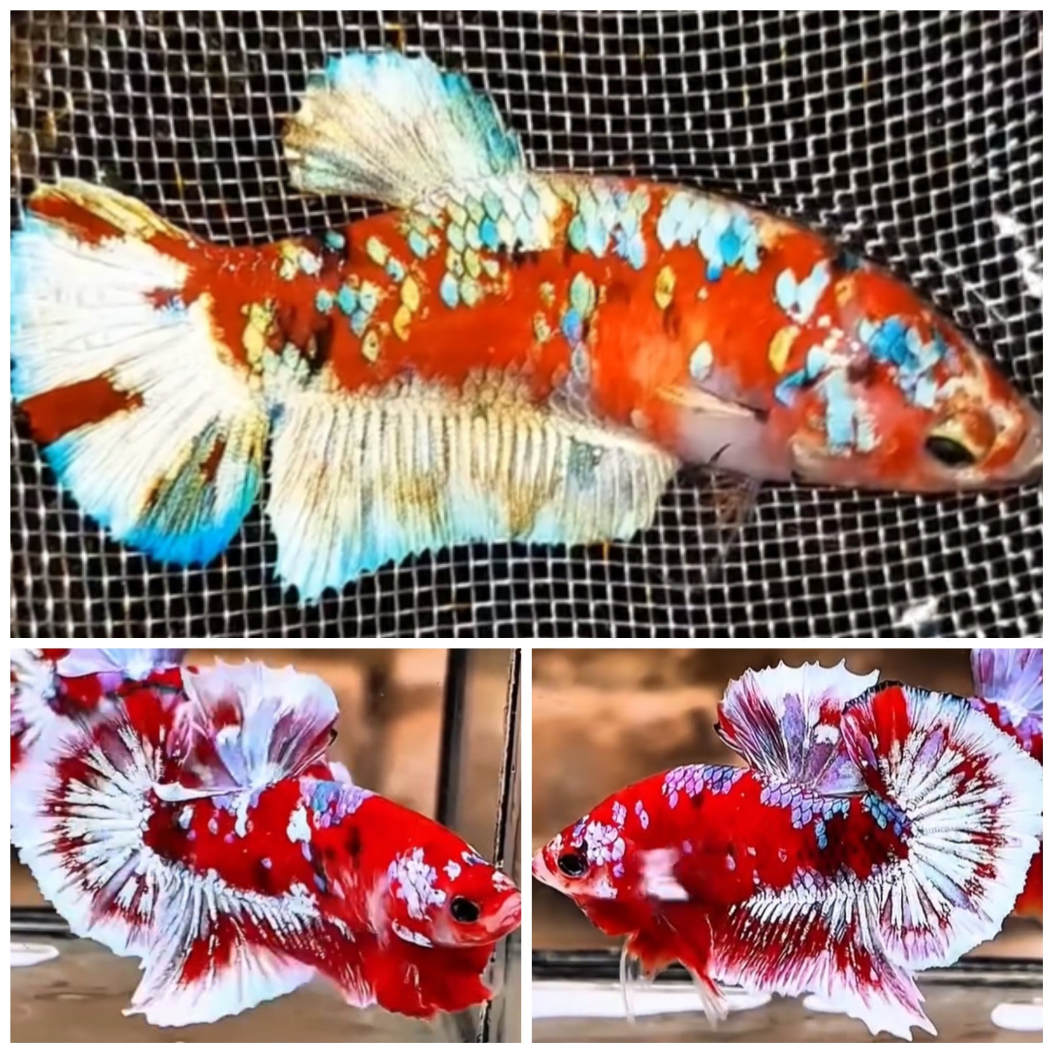 Pair Barongsai