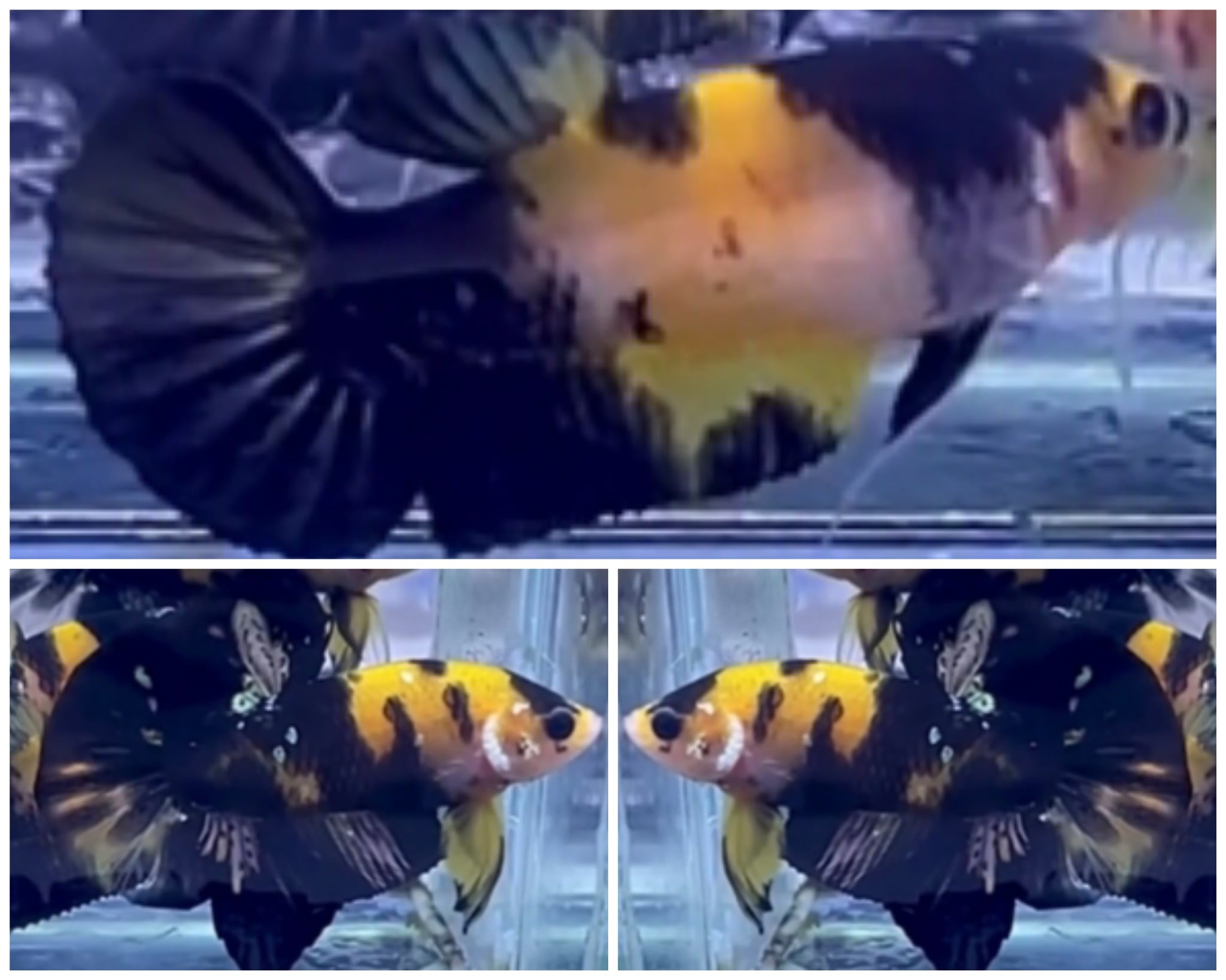 Pair Bumblebee