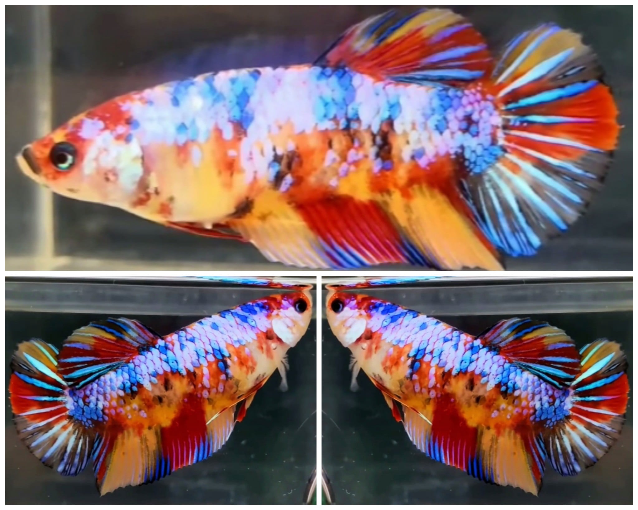 Female Candy Giant (5,5cm)