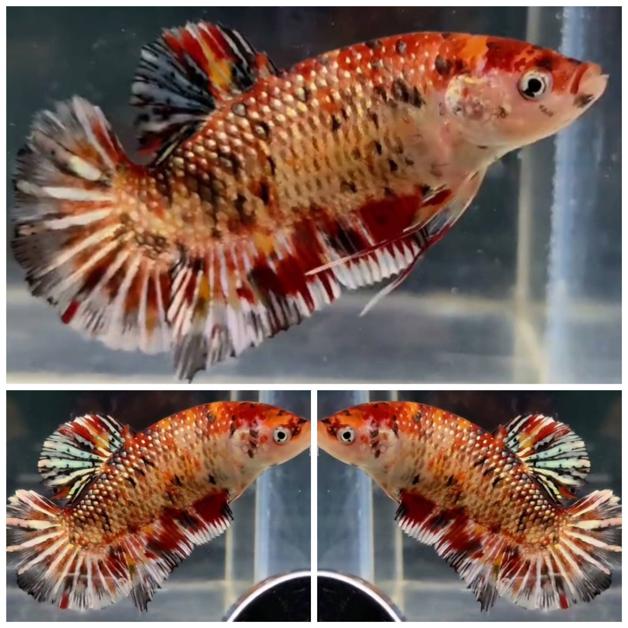 Female Fancy Copper Giant (6cm)