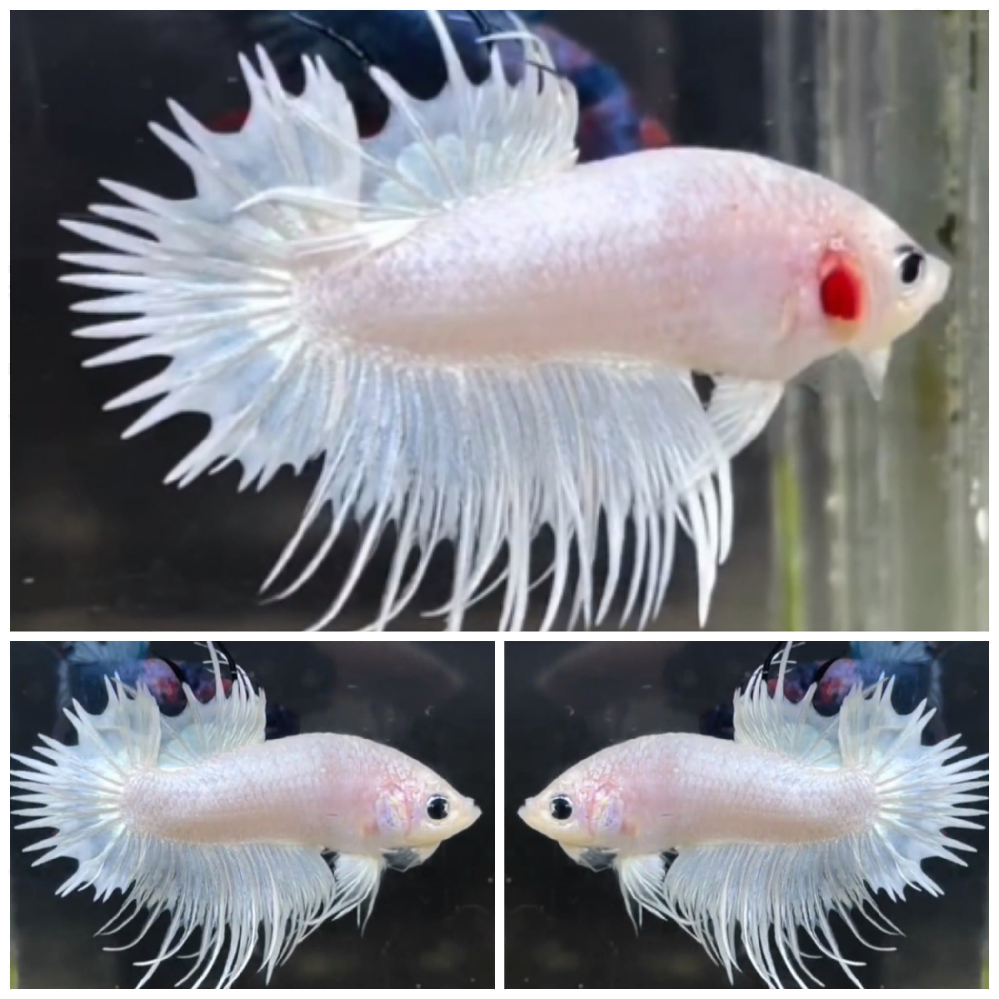 White Platinum CTPK