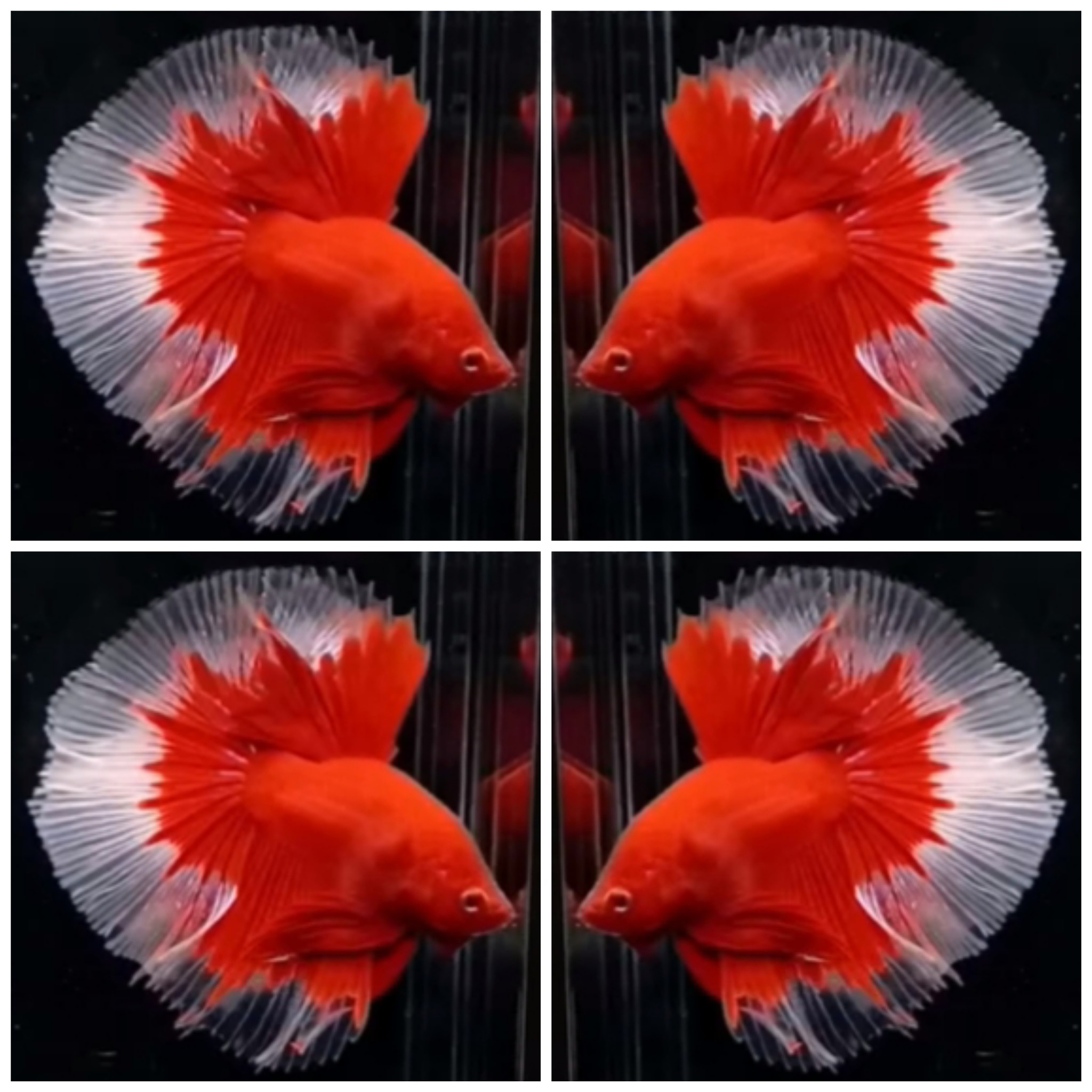 Top Red Butterfly