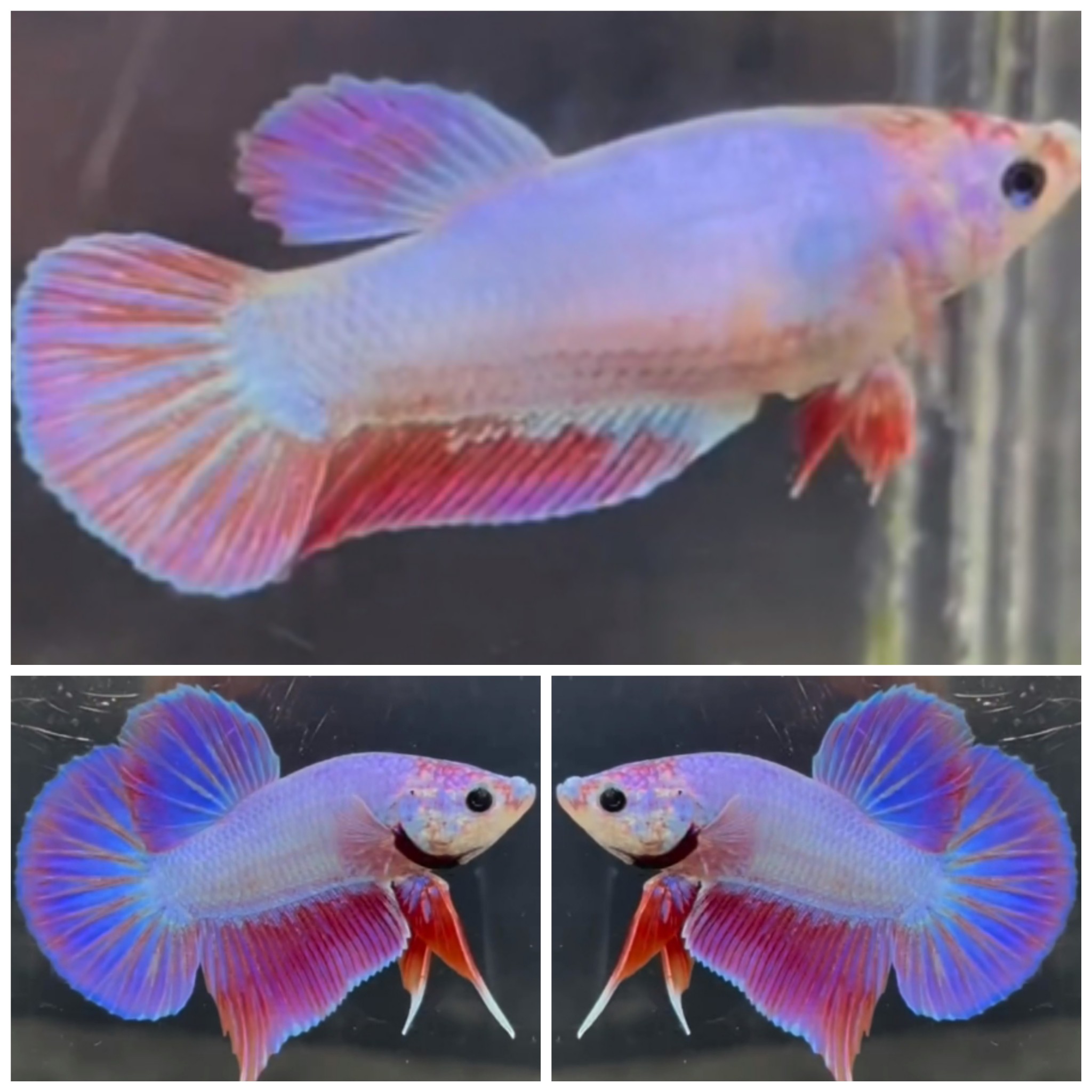 Pair Hologram