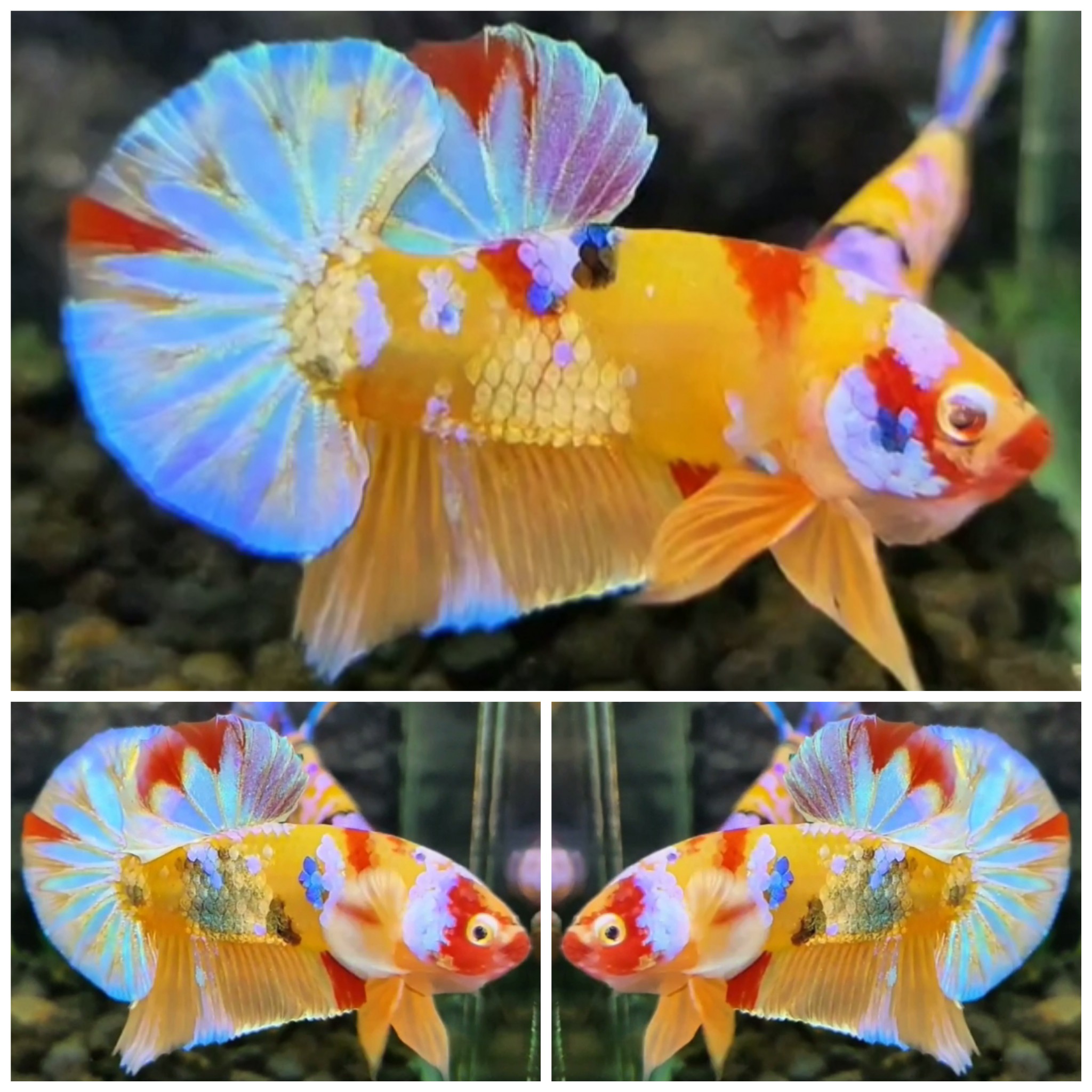 Candy Yellow Base #1