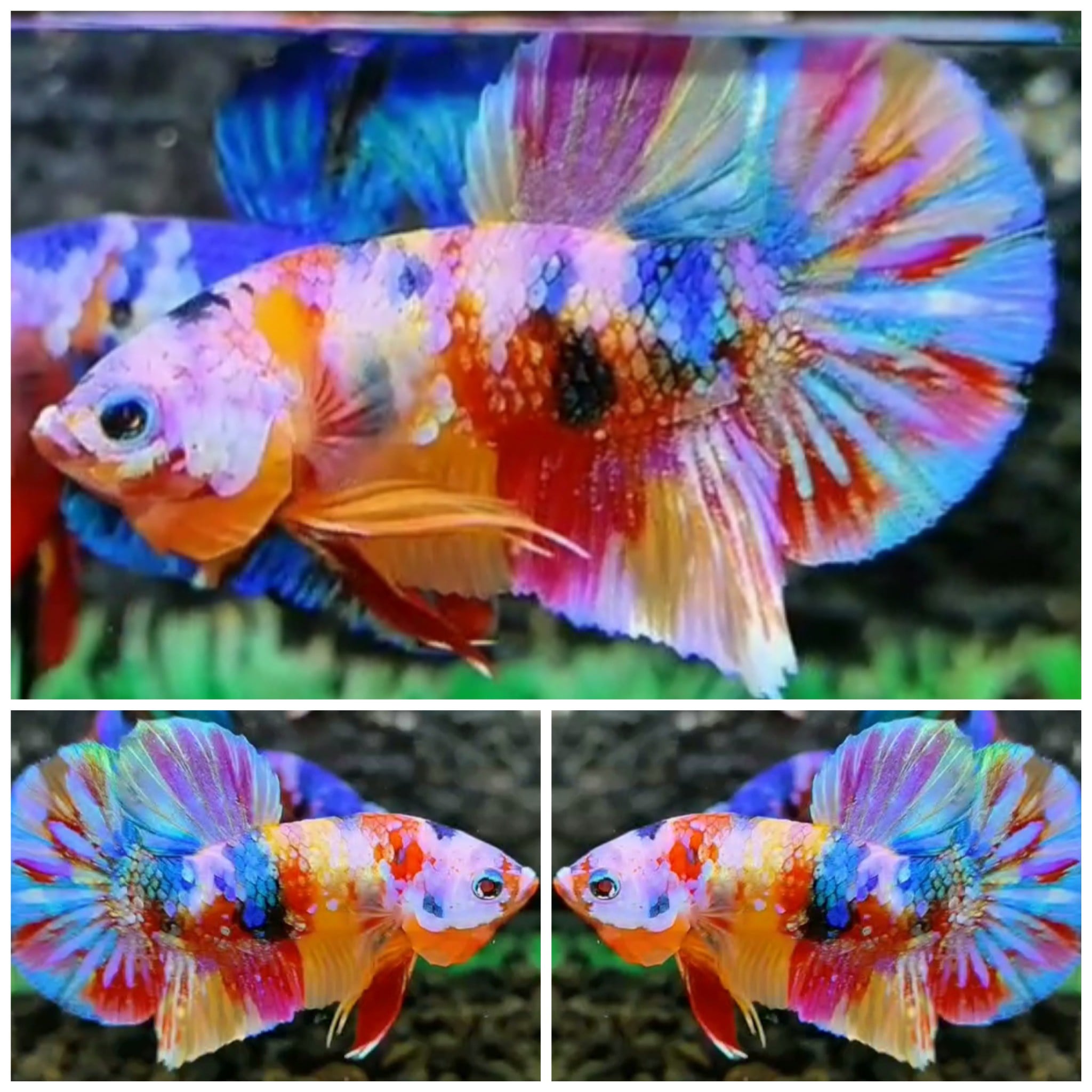 Candy Rainbow #3