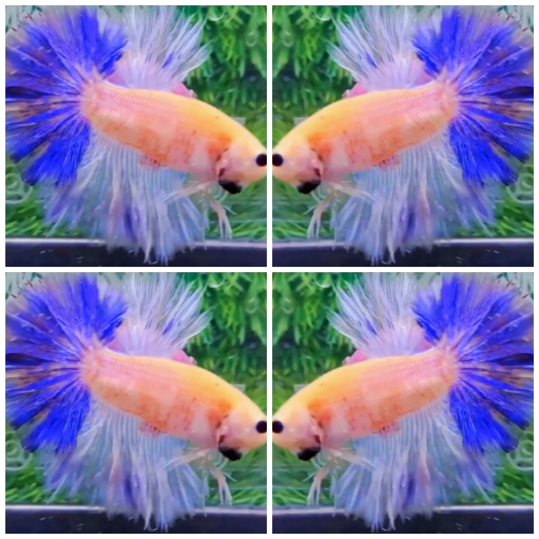 Sweet Marble Rose Tail