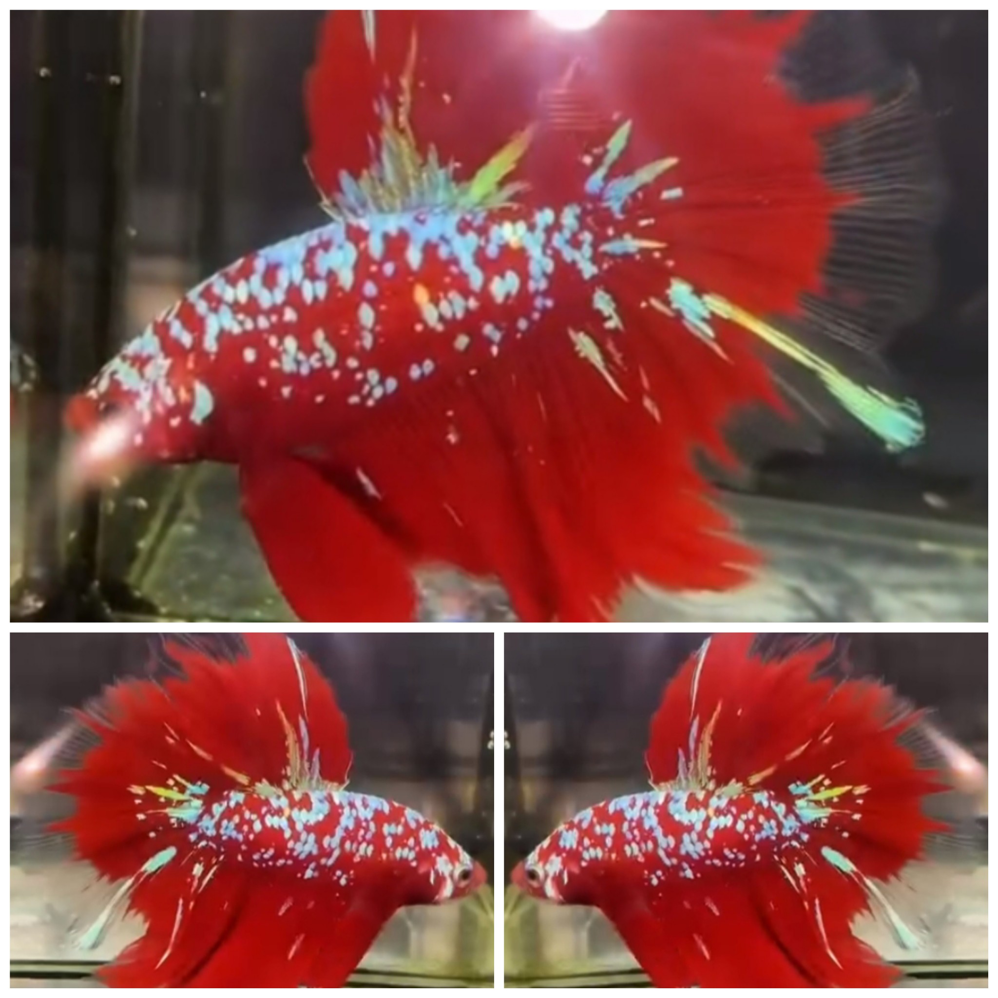 Red Gold Galaxy